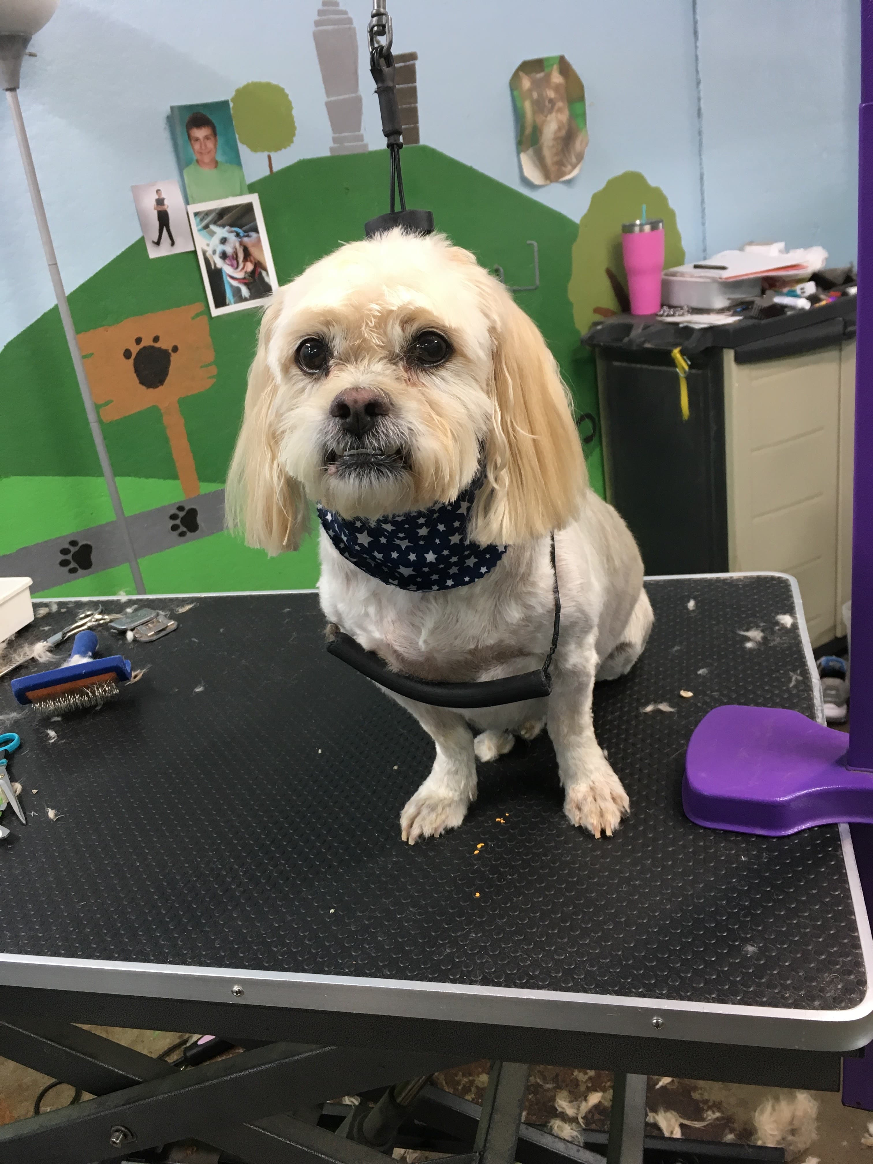 Tailor Made Grooming - Pet groomer in Center Line, MI