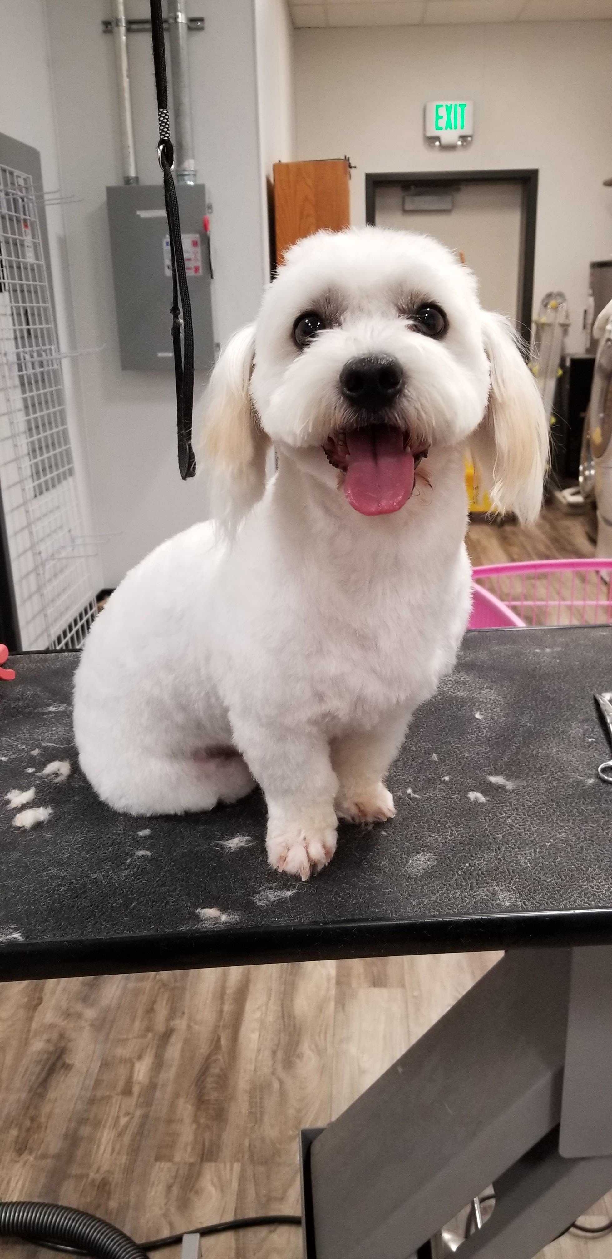 Woof Gang Bakery & Grooming Mueller - Pet groomer in Austin, TX