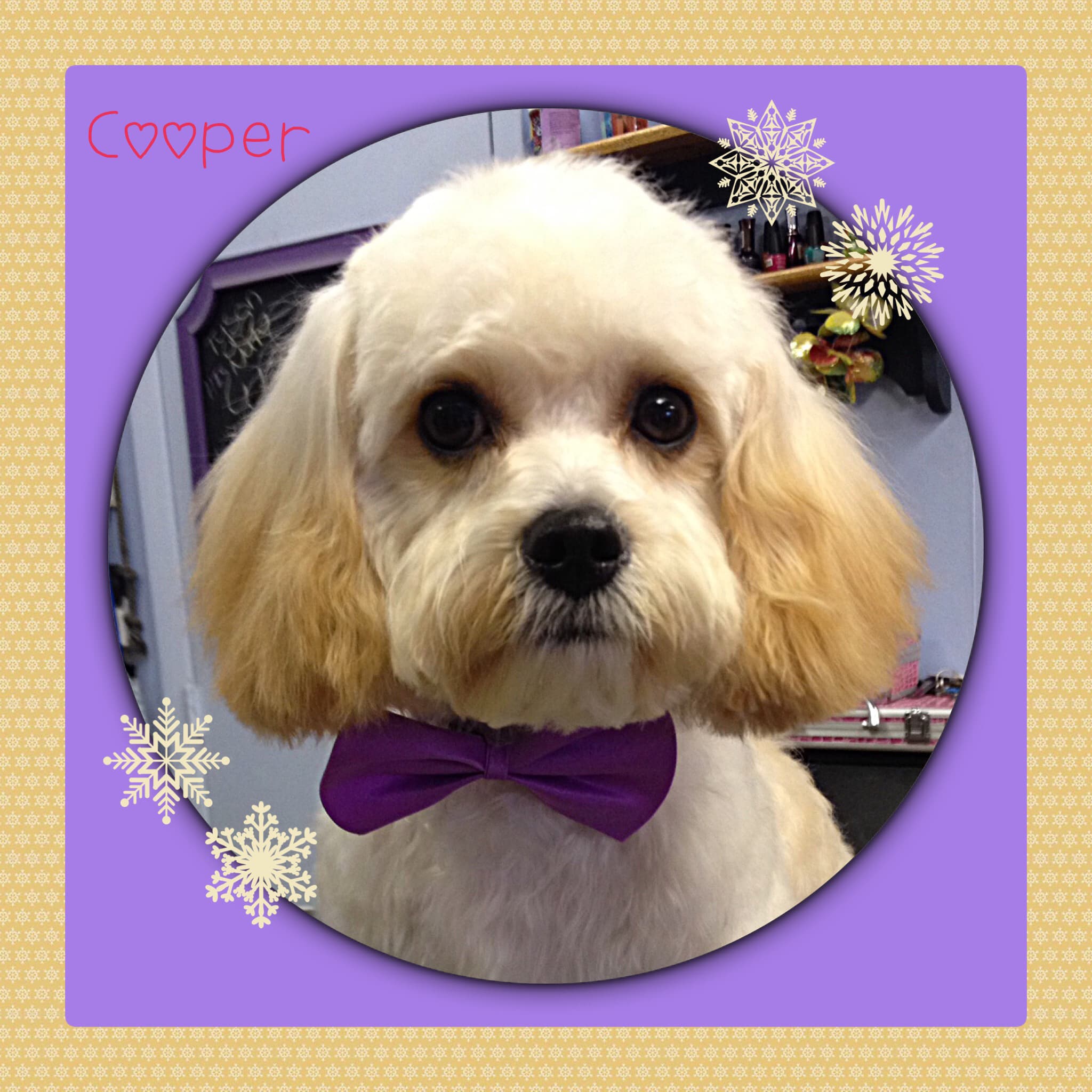 Snippers Grooming - Pet groomer in Boston, MA