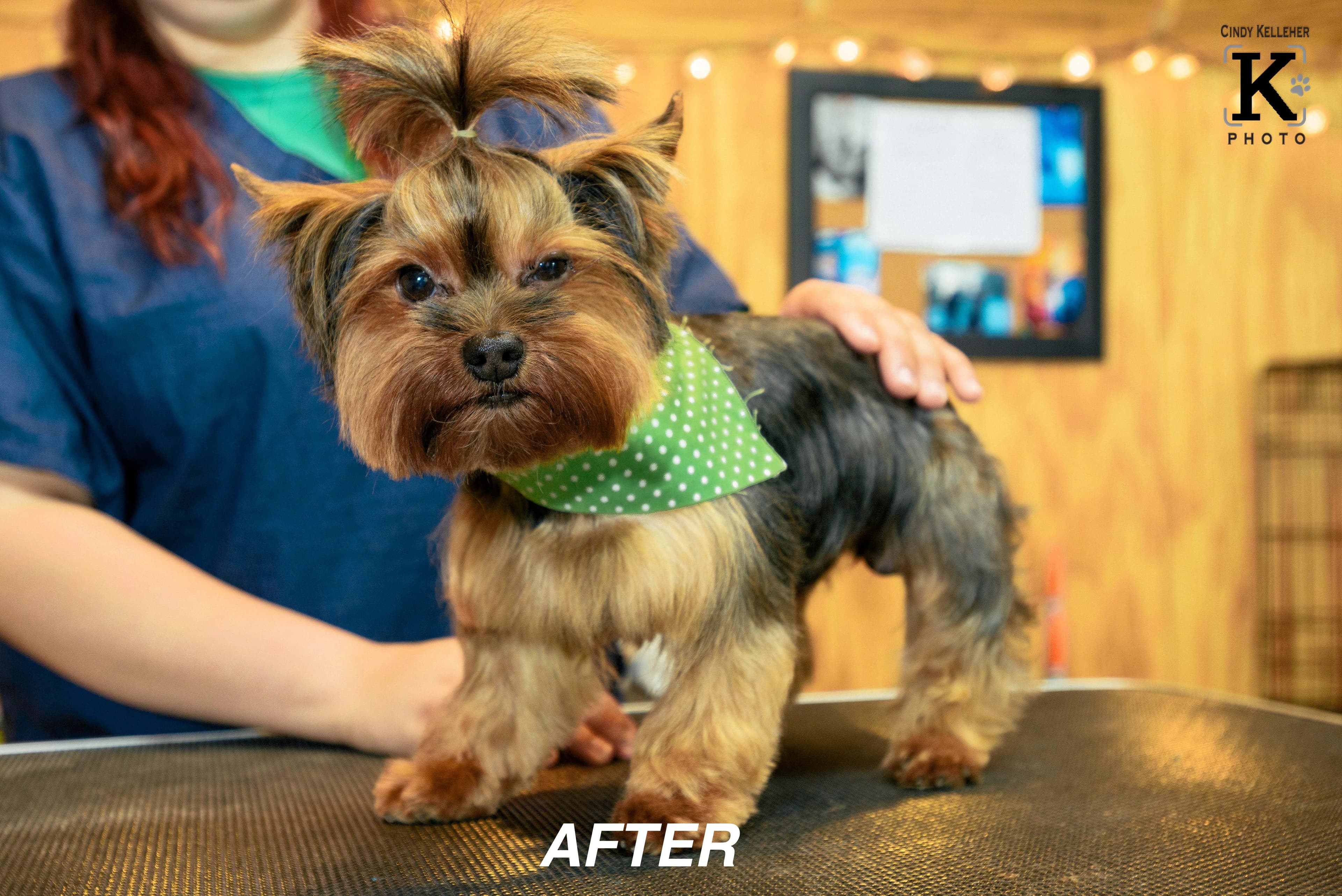 Puppy Power Dog Resort - Pet groomer in San Antonio, TX