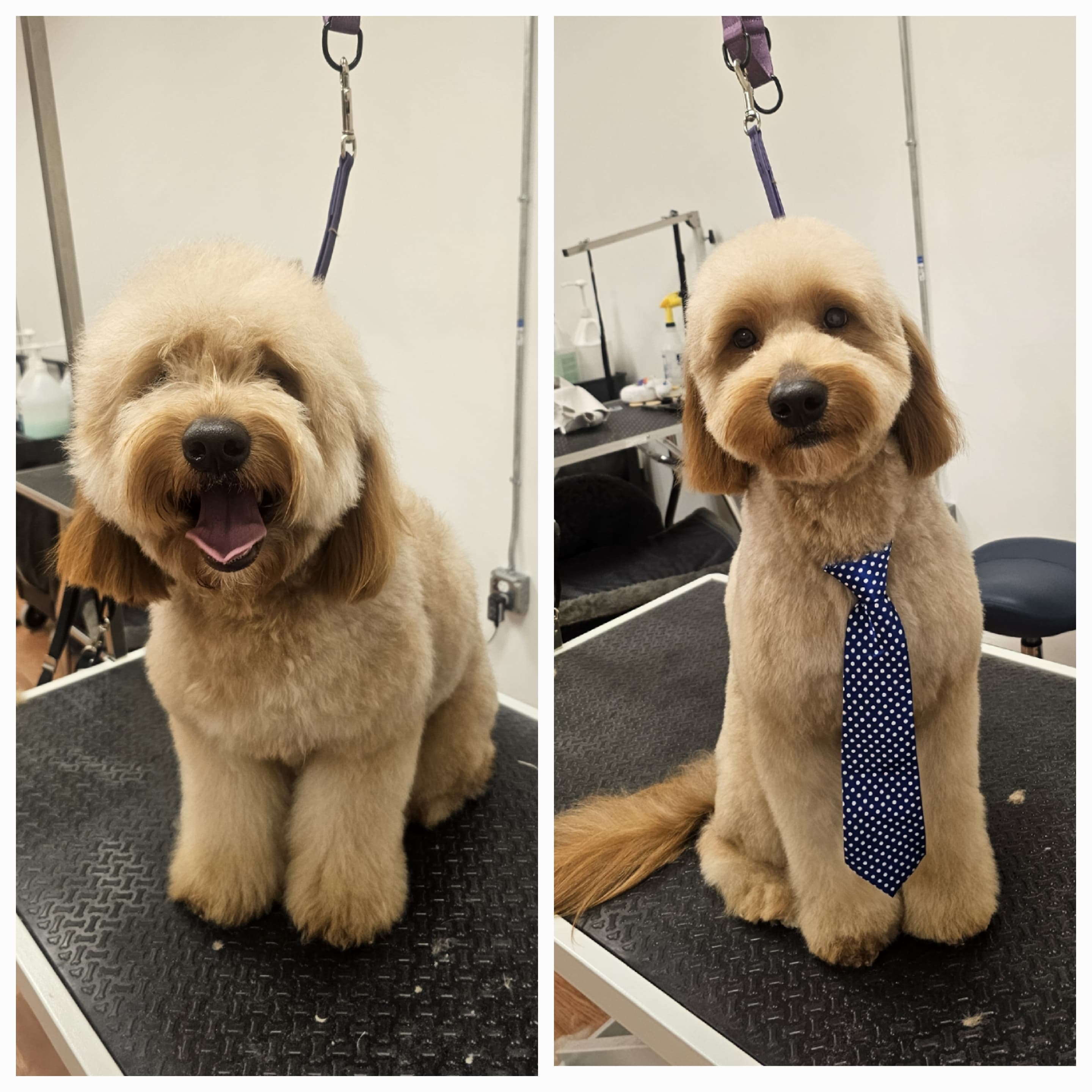 Auggie's Pet Spa by Lisa - Pet groomer in Fort Lauderdale, FL
