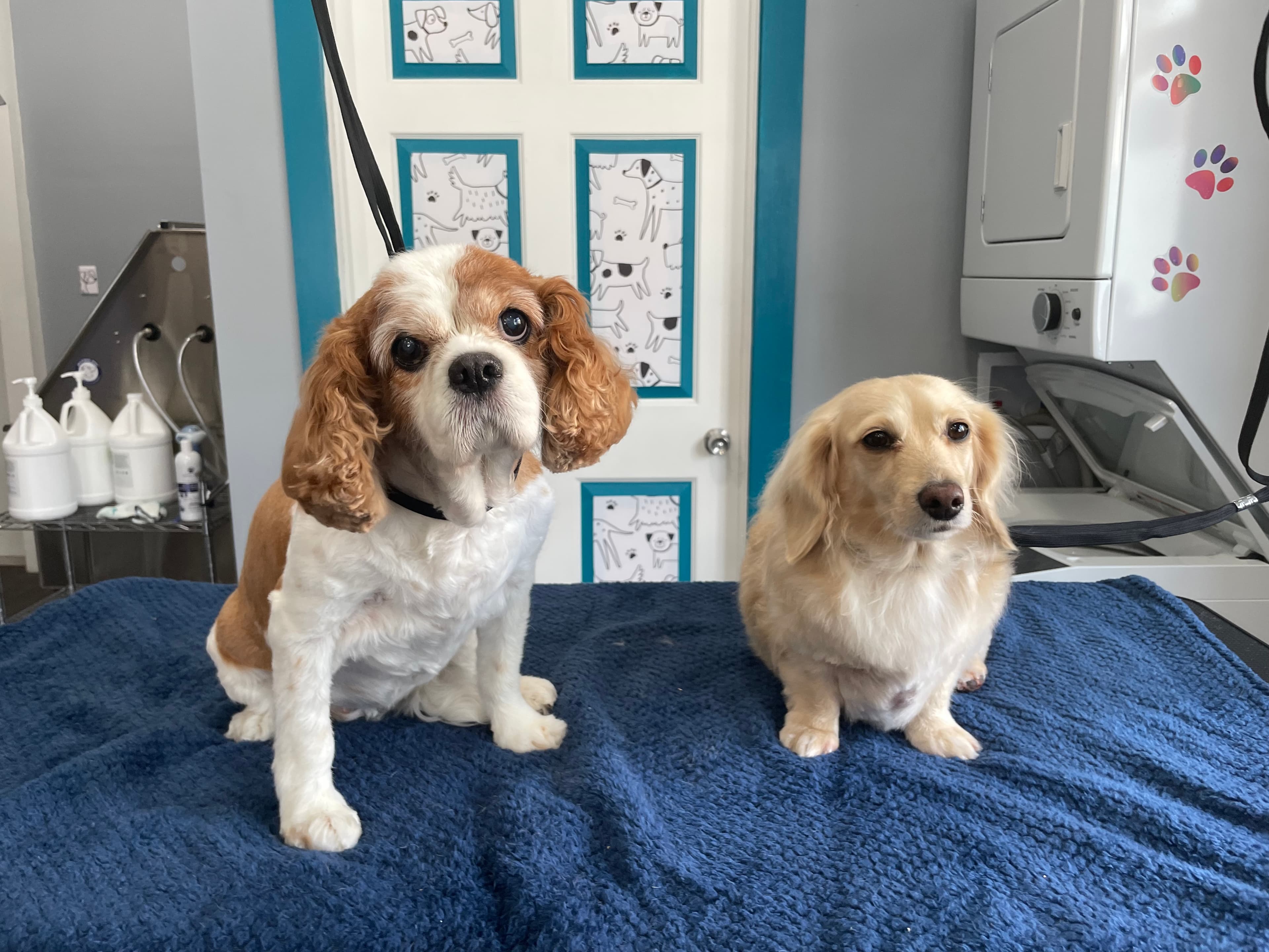 Philly Floof Grooming - Pet groomer in Philadelphia, PA