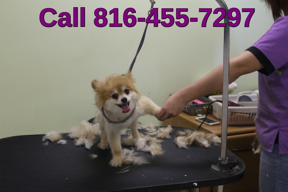 Animal Attic - Pet groomer in Kansas City, MO