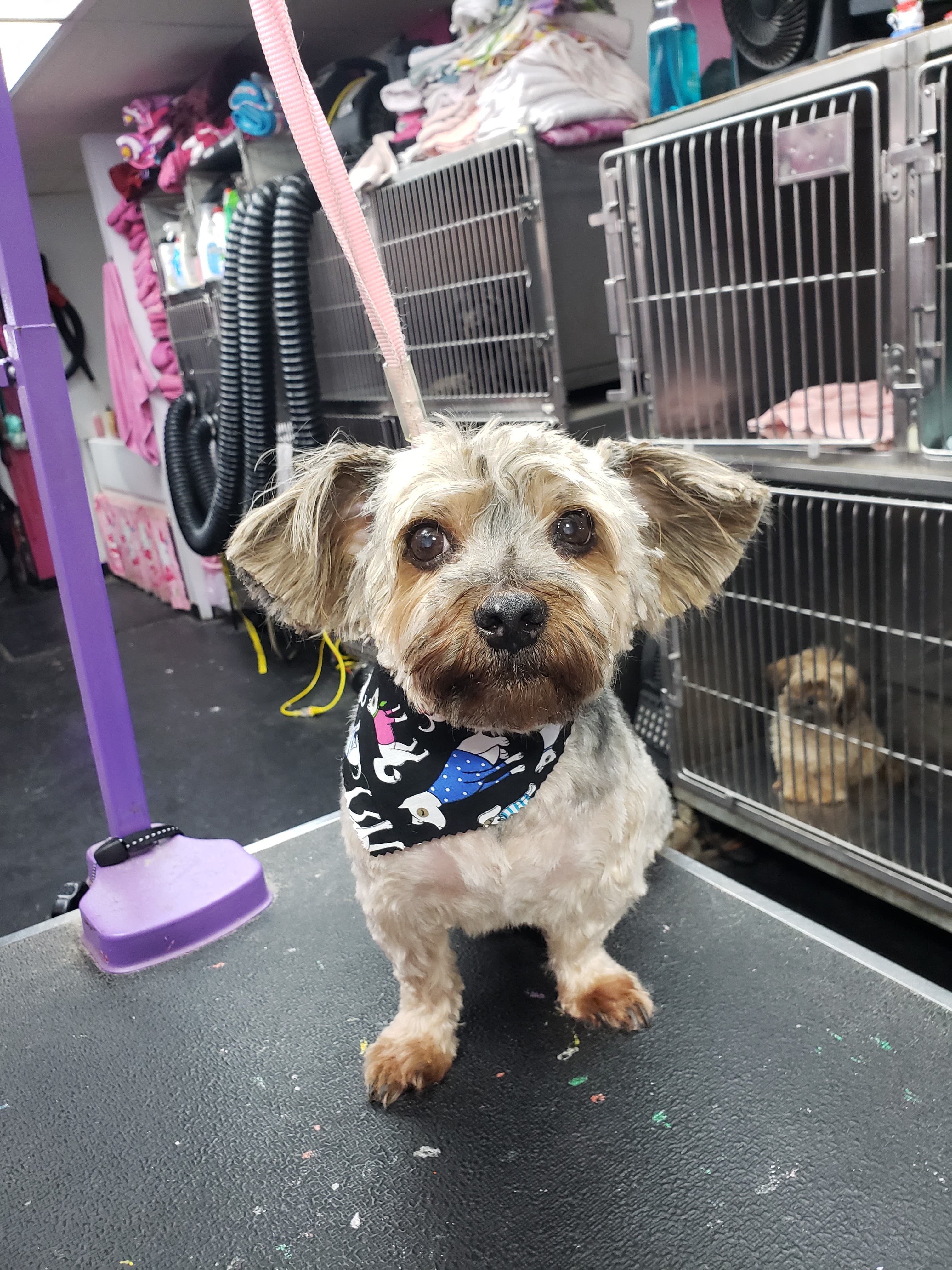 Canine Castle Grooming - Pet groomer in Maple Heights, OH