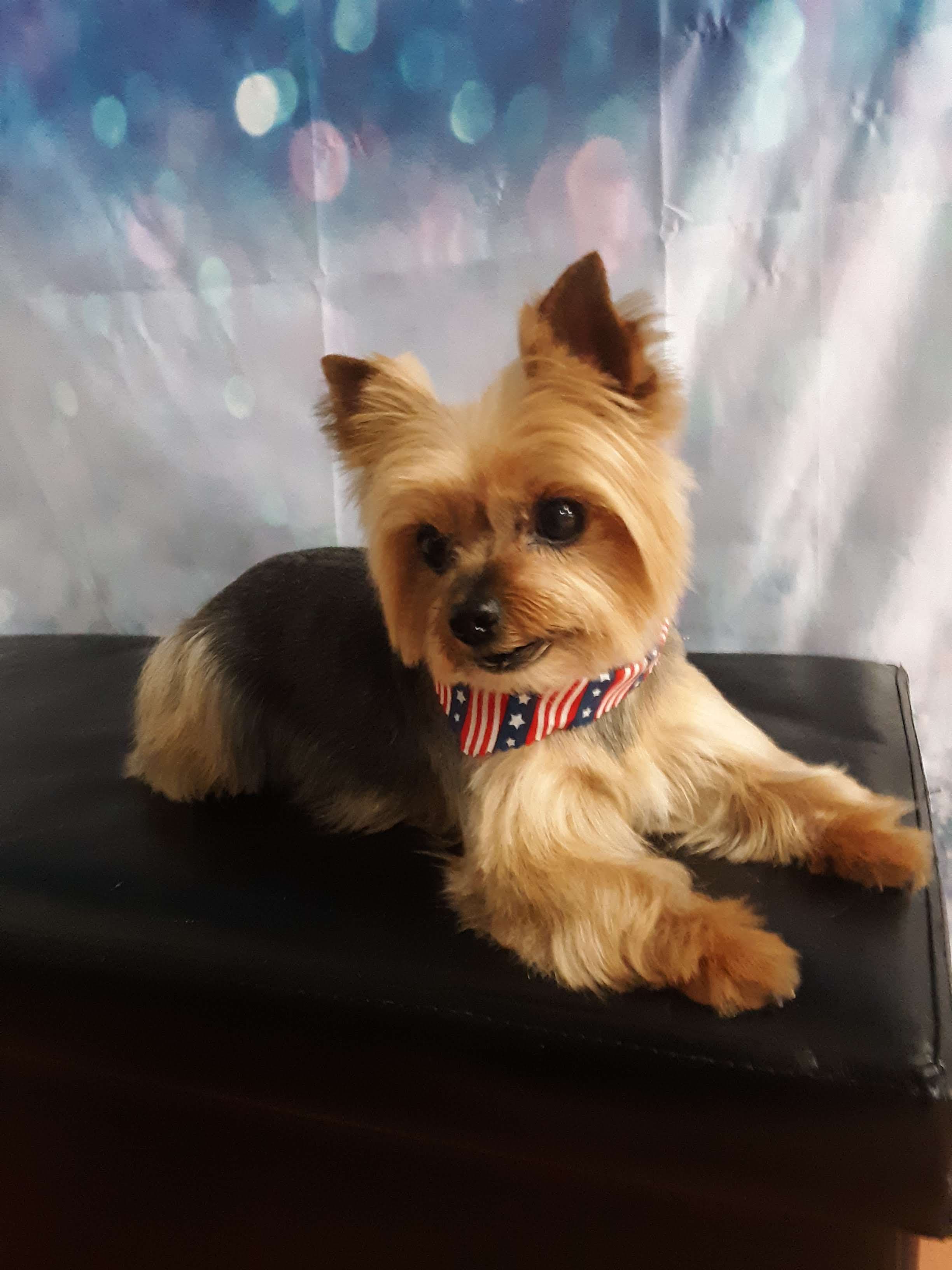 Wizard of Paws Marysville - Pet groomer in Marysville, WA