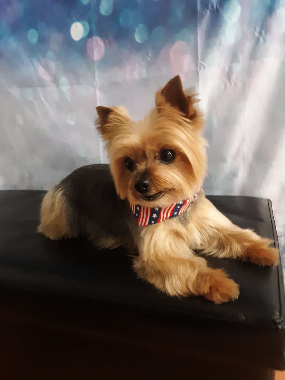 Wizard of Paws Marysville - Pet groomer in Marysville, WA