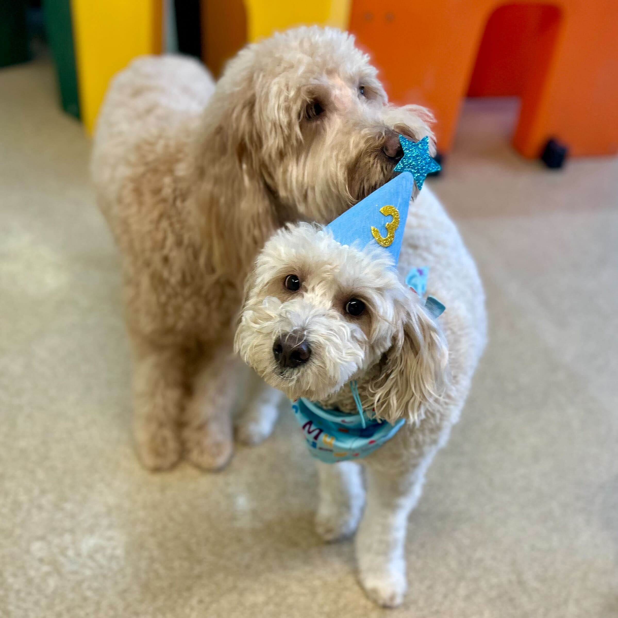 Uptown Pup - Pet groomer in Indianapolis, IN