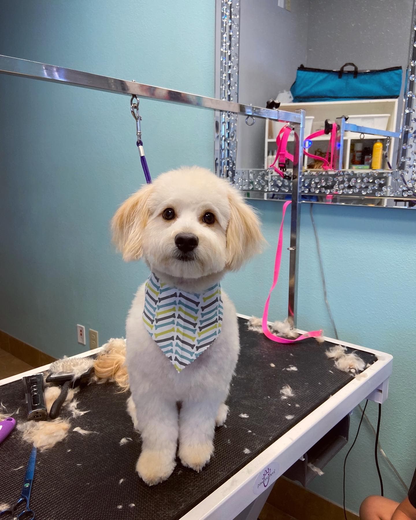 Paw Dazzle - Pet groomer in Phoenix, AZ