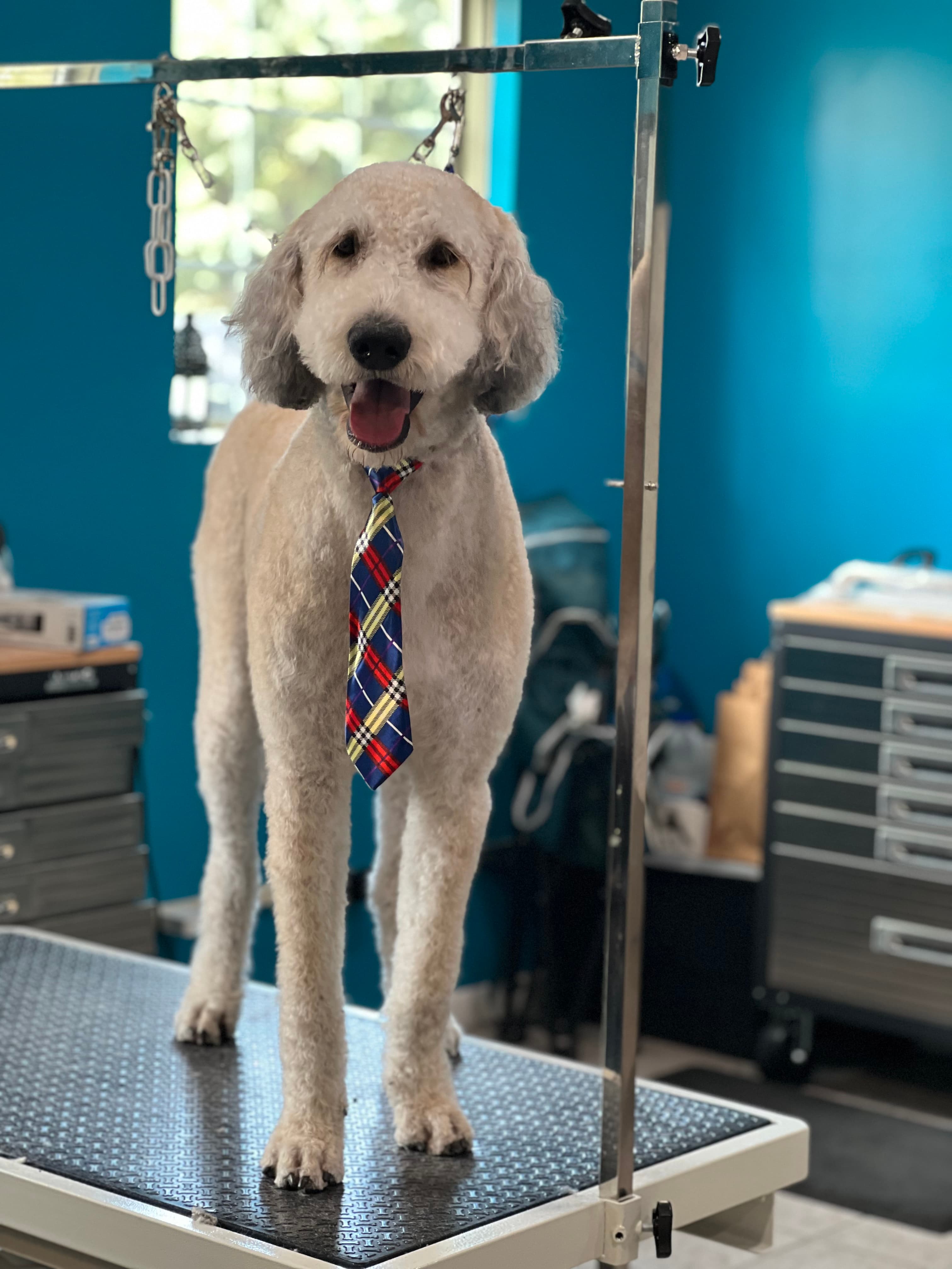 Tails of Persia Pet Spa - Pet groomer in Minneapolis, MN