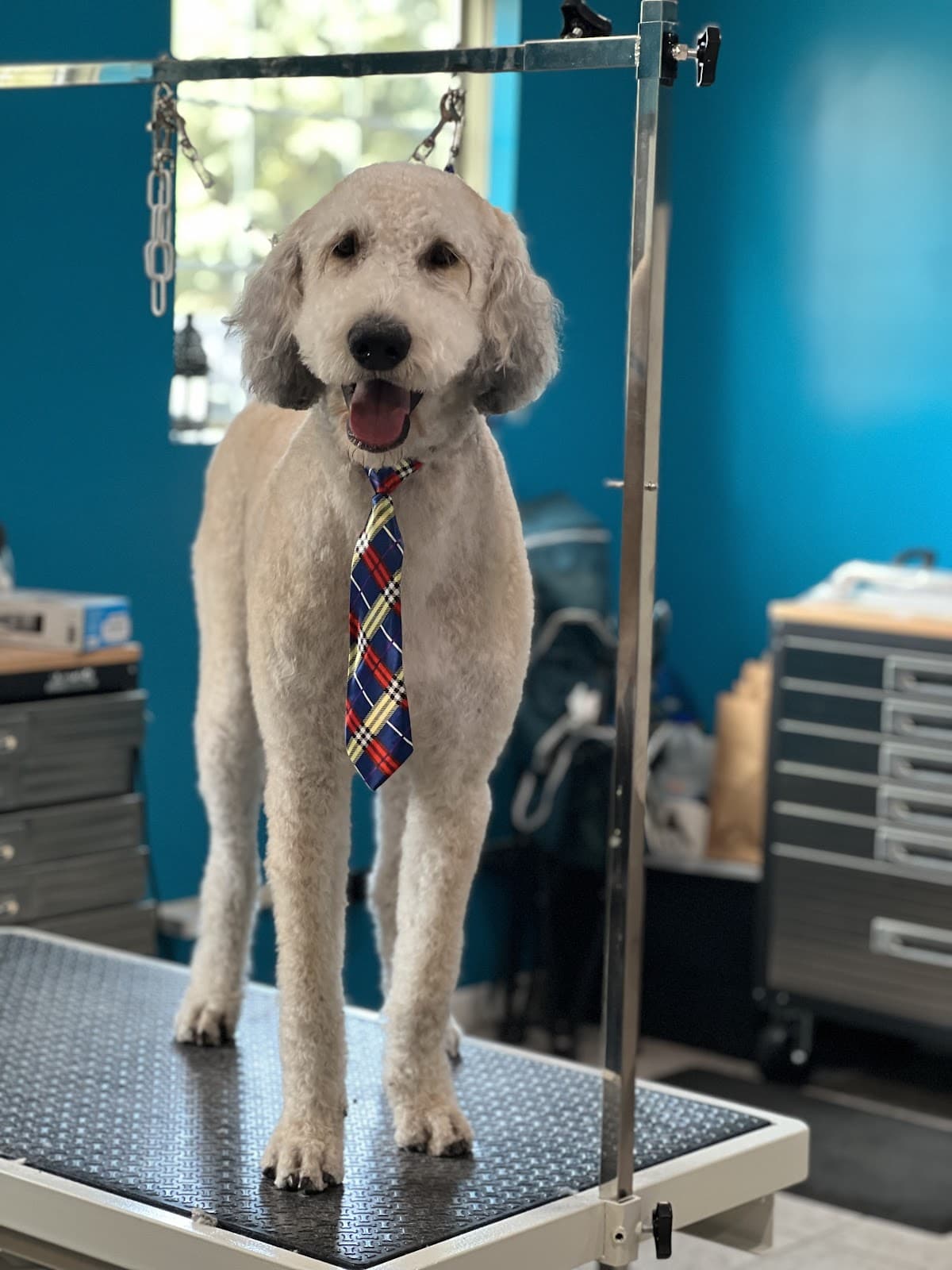 Tails of Persia Pet Spa - Pet groomer in Minneapolis, MN