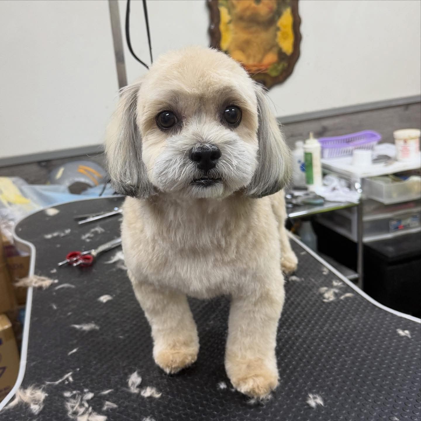 Vlada's Pet Grooming & Boarding - Pet groomer in Brooklyn, NY
