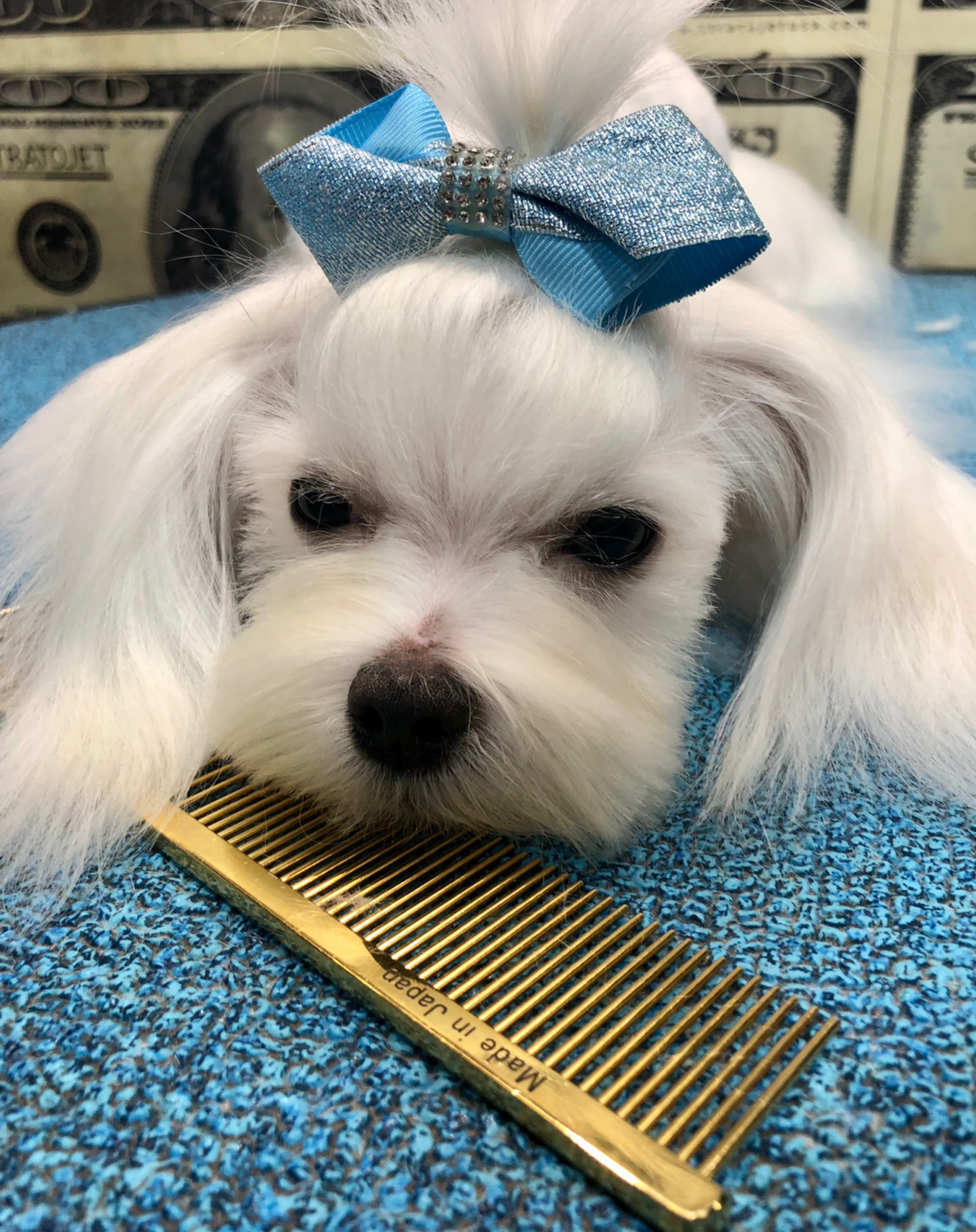 rokos LLC - Pet groomer in Humble, TX
