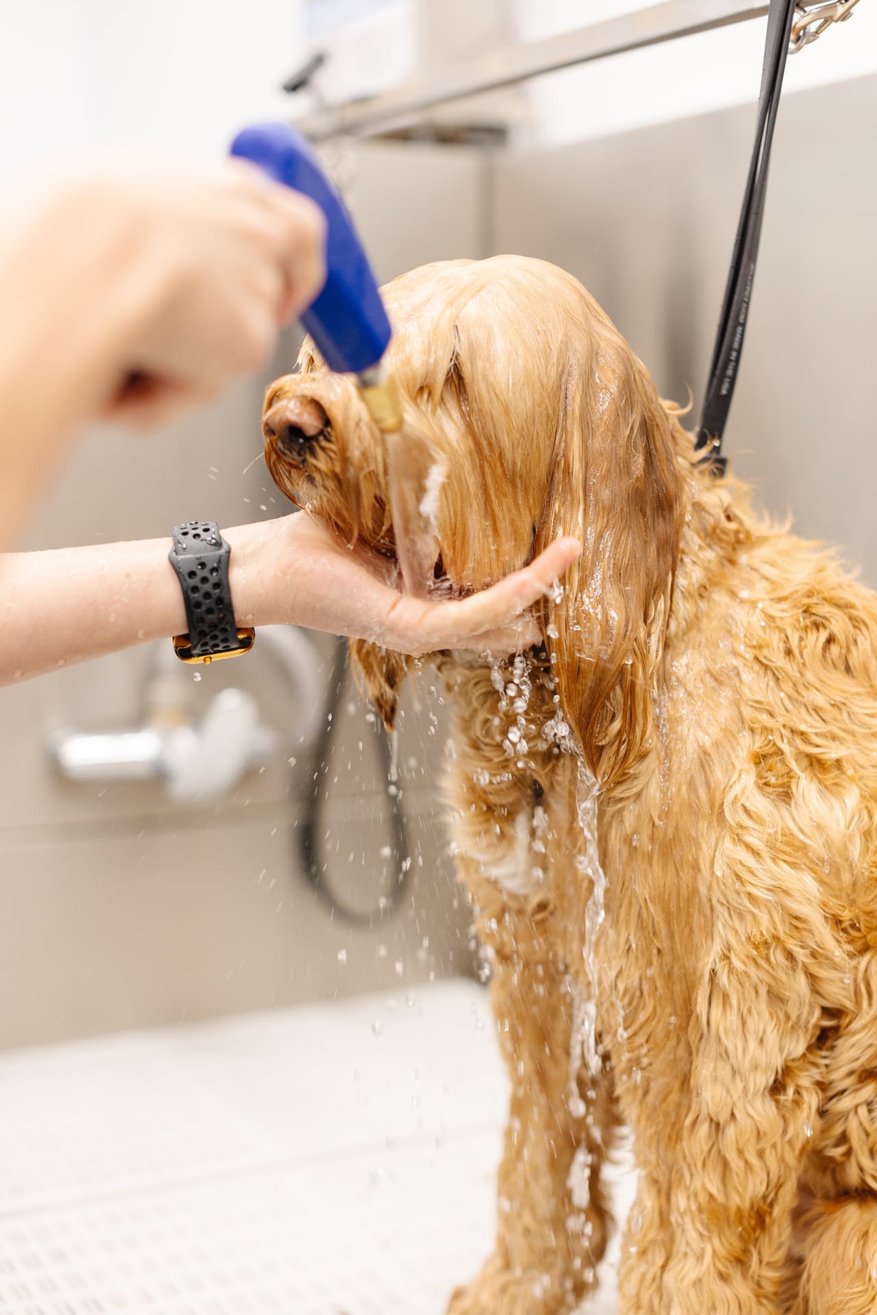 Sparkle Grooming Co. - Pet groomer in Phoenix, AZ