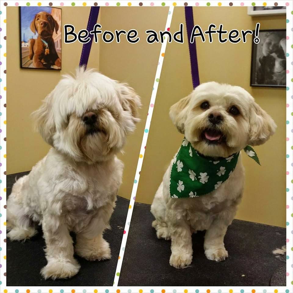 Cleveland Grooming Academy - Pet groomer in Broadview Heights, OH
