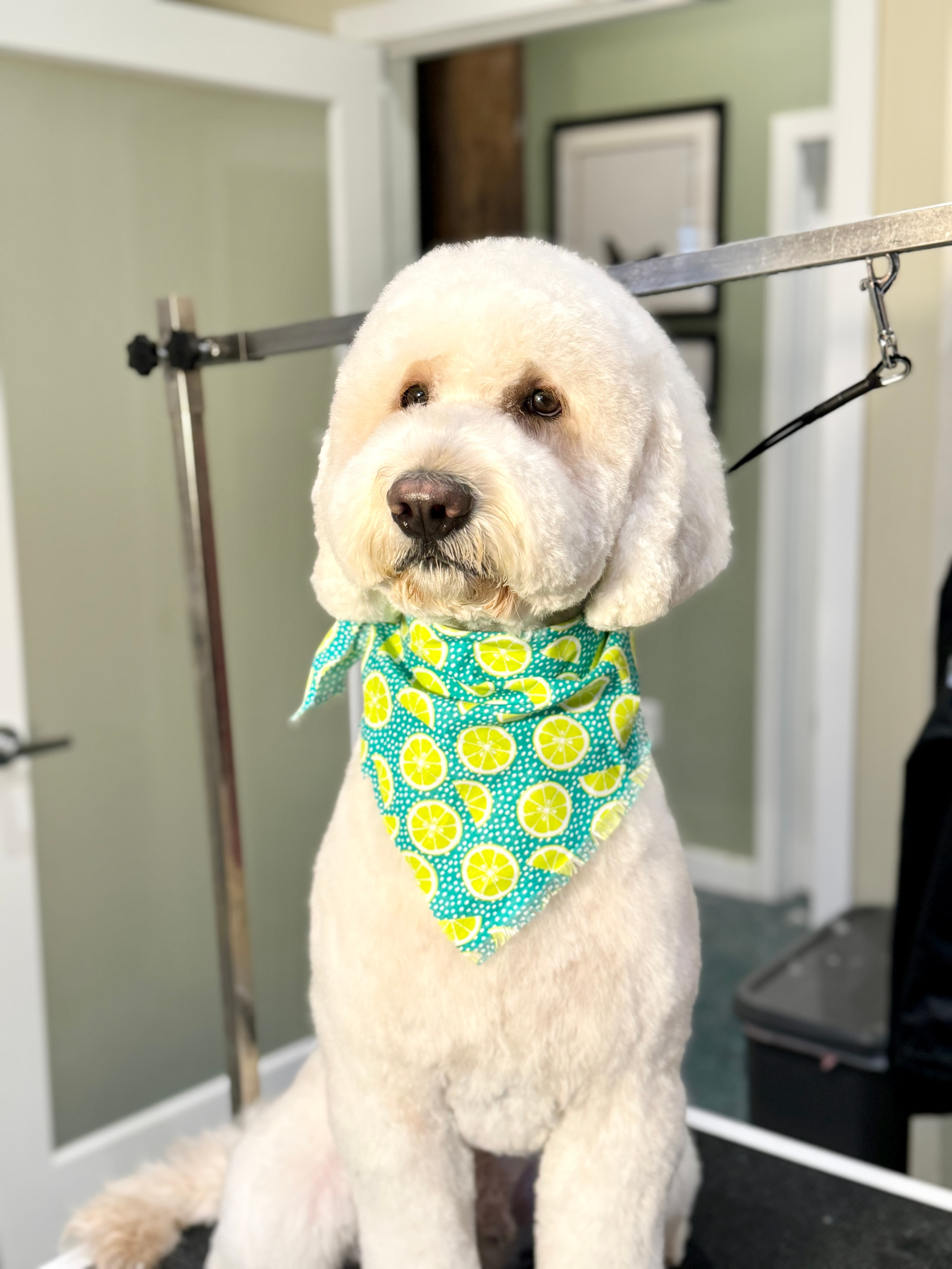 Hauspups - Pet groomer in Towson, MD