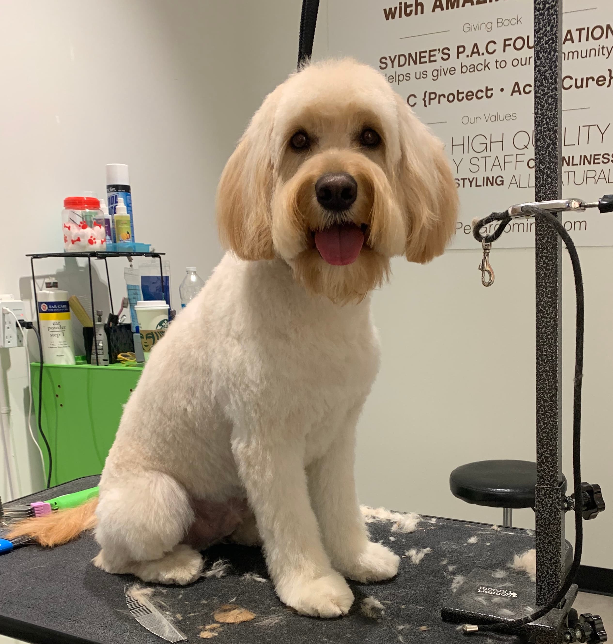 Sandy's Pet Spa - Pet groomer in Chicago, IL