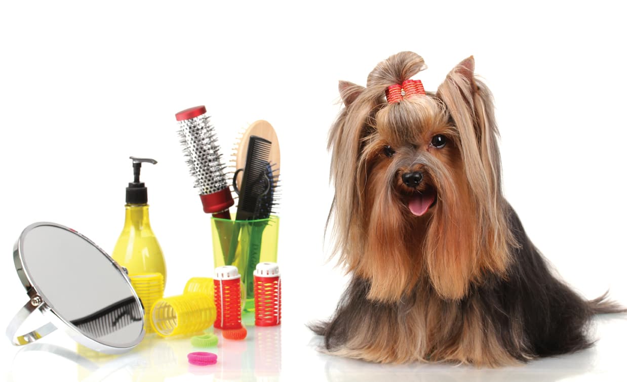 K9 Cafe Boutique & Spa - Pet groomer in San Antonio, TX