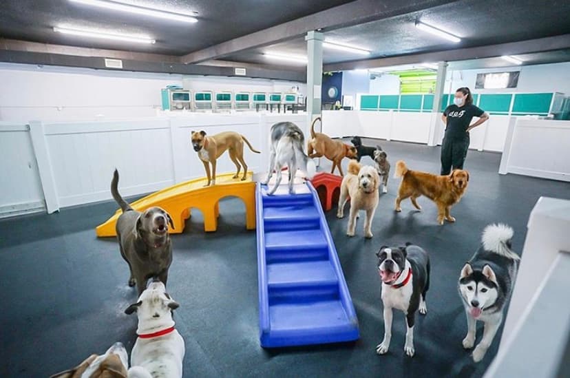 DOG Hotels Fort Lauderdale - Pet groomer in Fort Lauderdale, FL