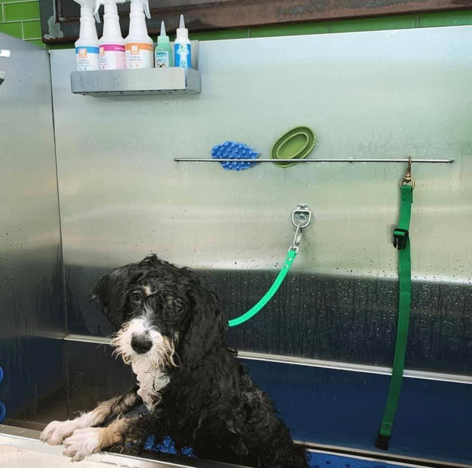 Healthy Pet - Lakeline Austin - Pet groomer in Austin, TX