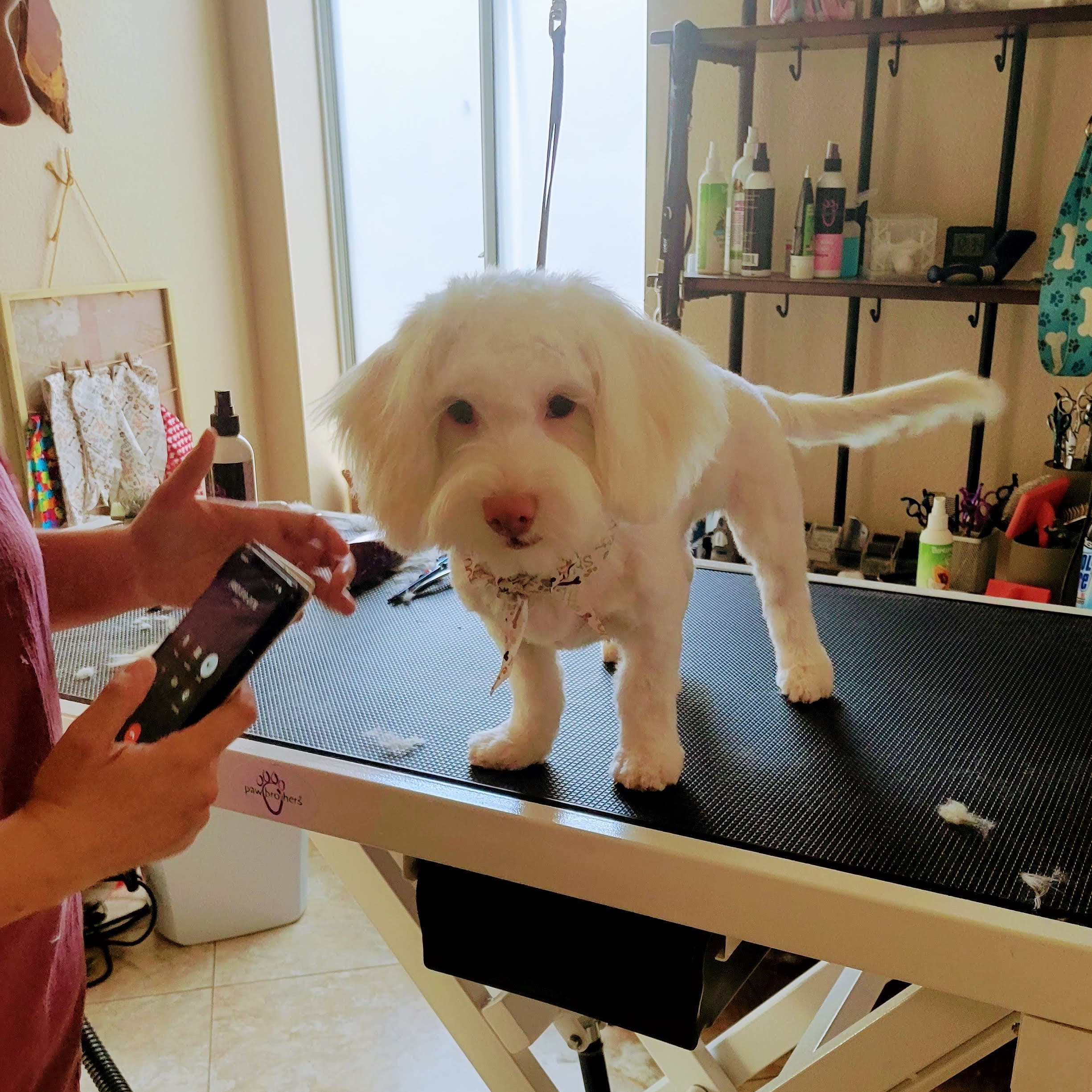 Love & Compassion Dog Grooming - Pet groomer in Tempe, AZ