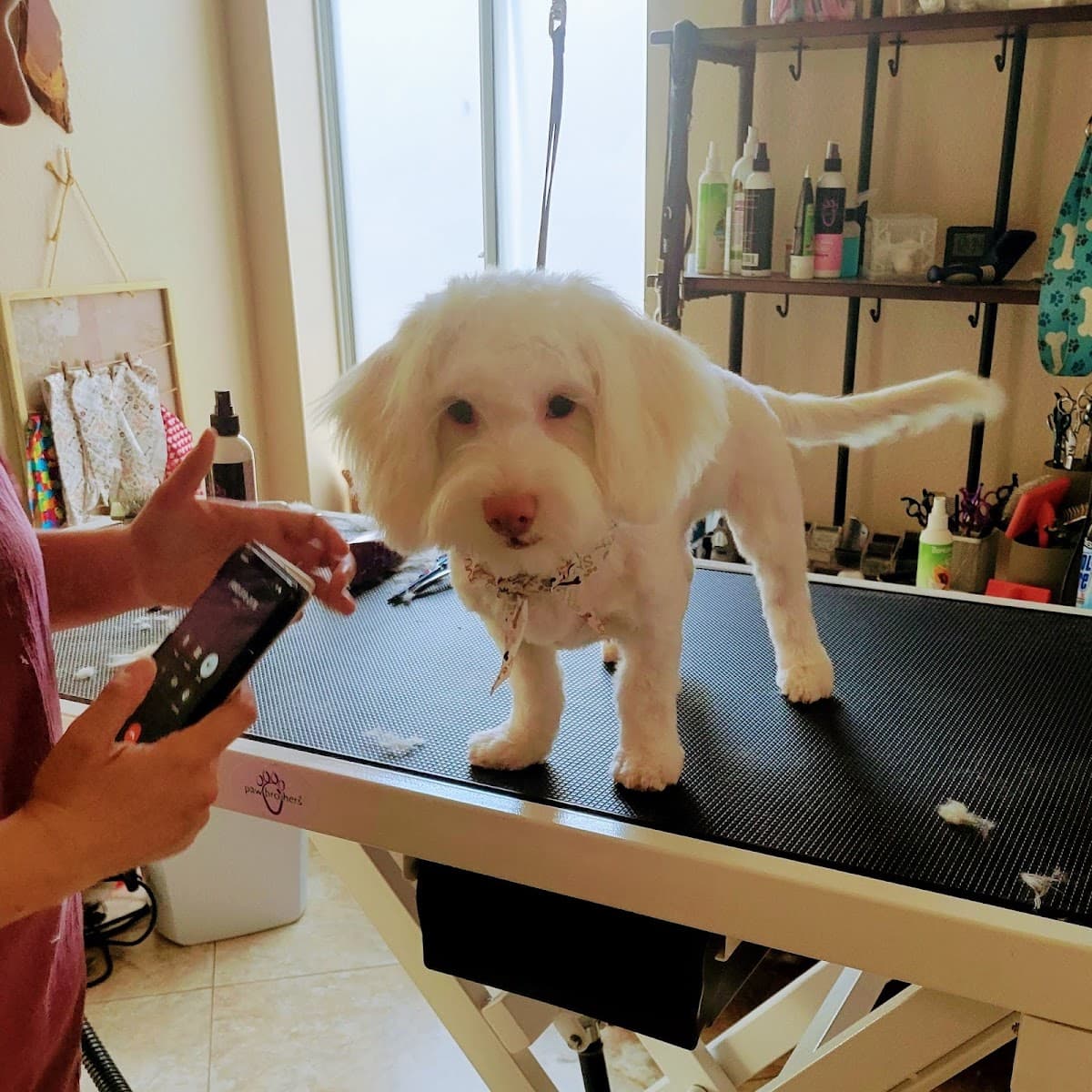 Love & Compassion Dog Grooming - Pet groomer in Tempe, AZ