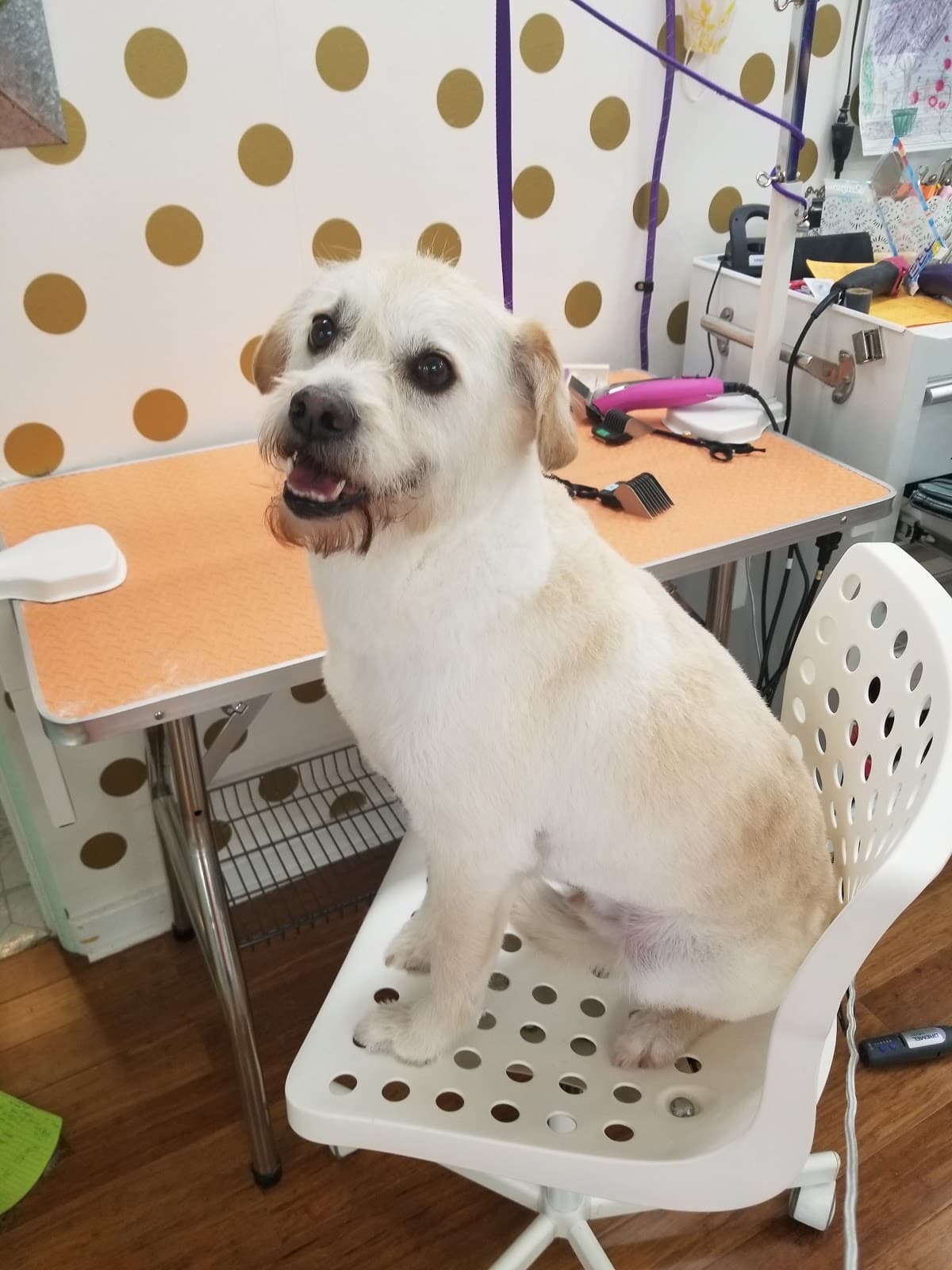 Jan's Dog Grooming - Pet groomer in Vancouver, WA