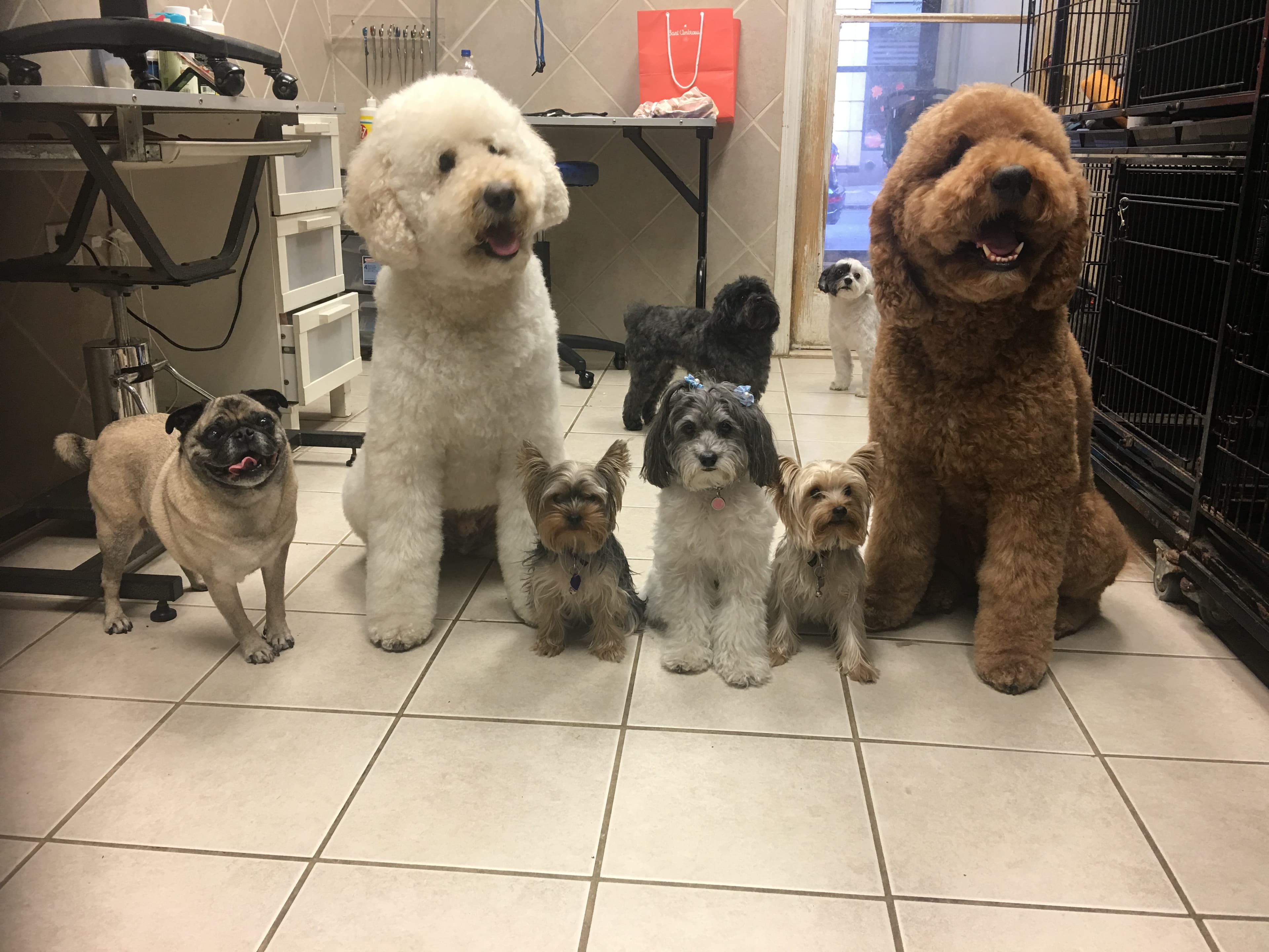 Groomingdales - Pet groomer in New York, NY