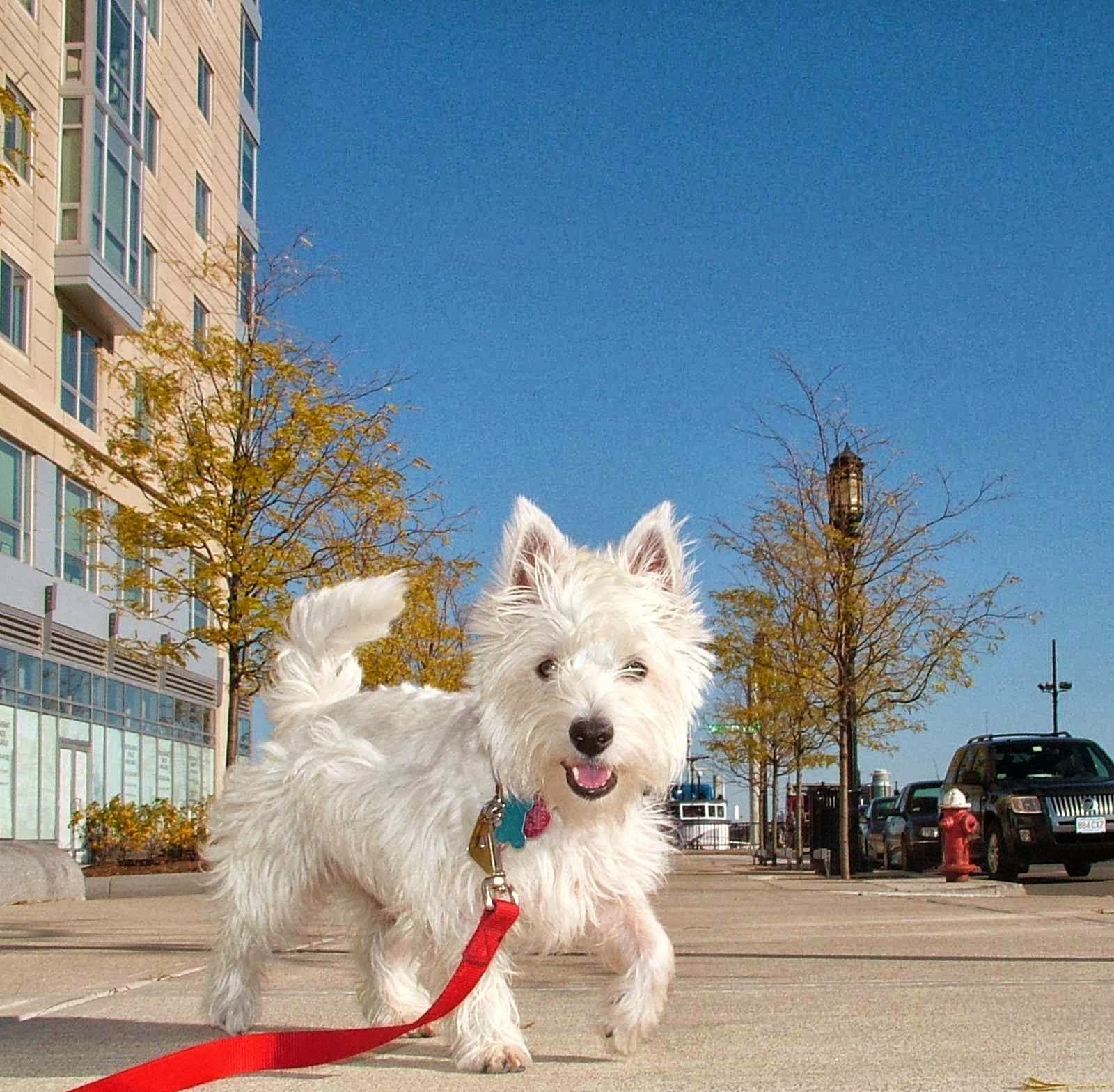 The Pooped Pooch Pet Supply - Pet groomer in Boston, MA