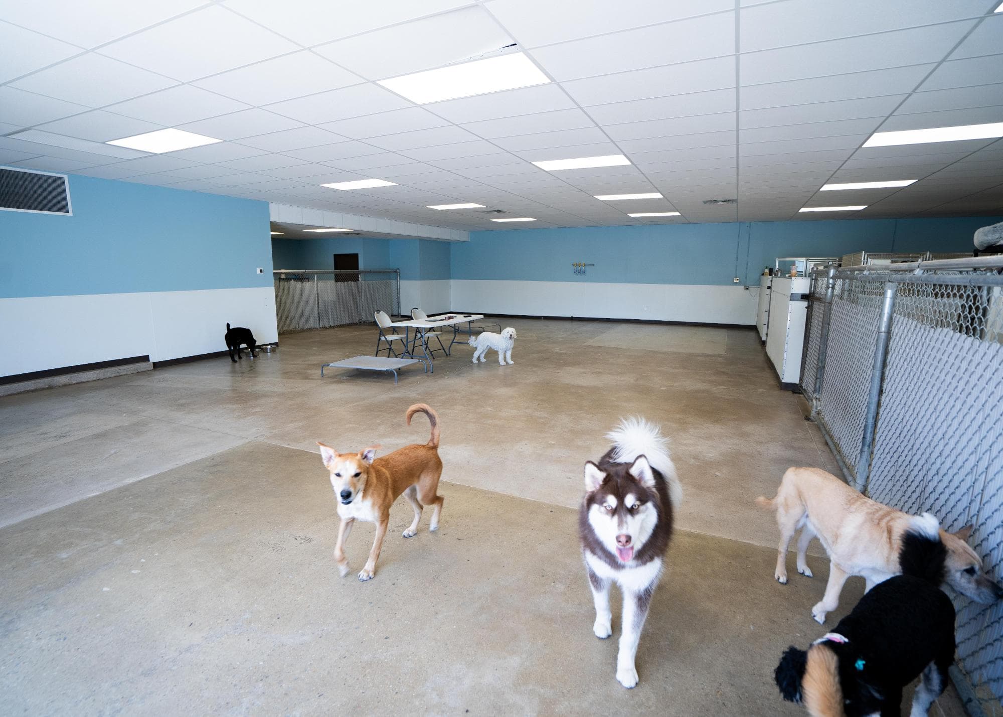 Dog Country Day School - Pet groomer in Denver, CO
