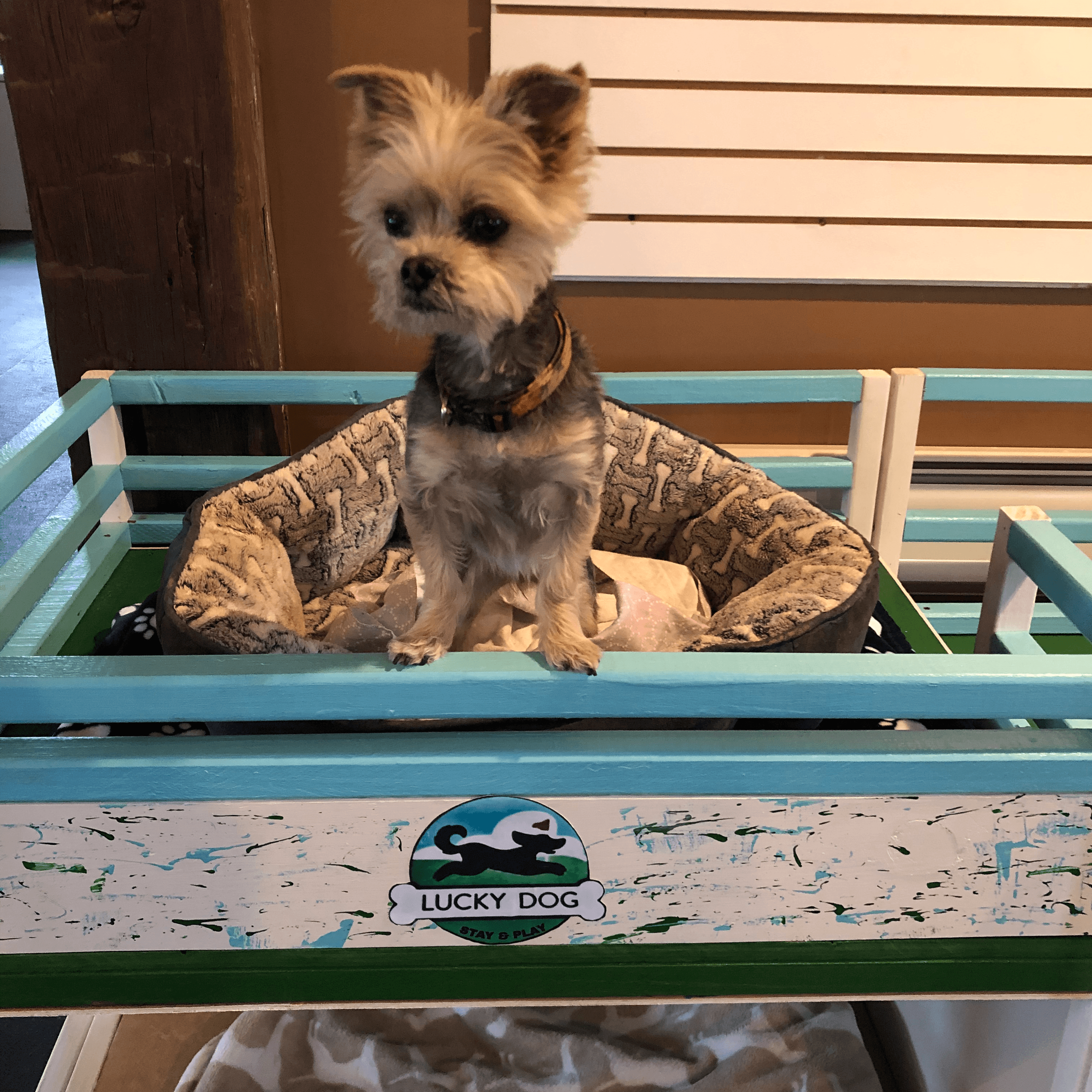 Lucky Dog Stay and Play - Pet groomer in Erie, PA