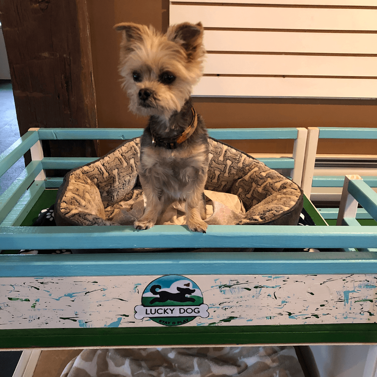 Lucky Dog Stay and Play - Pet groomer in Erie, PA