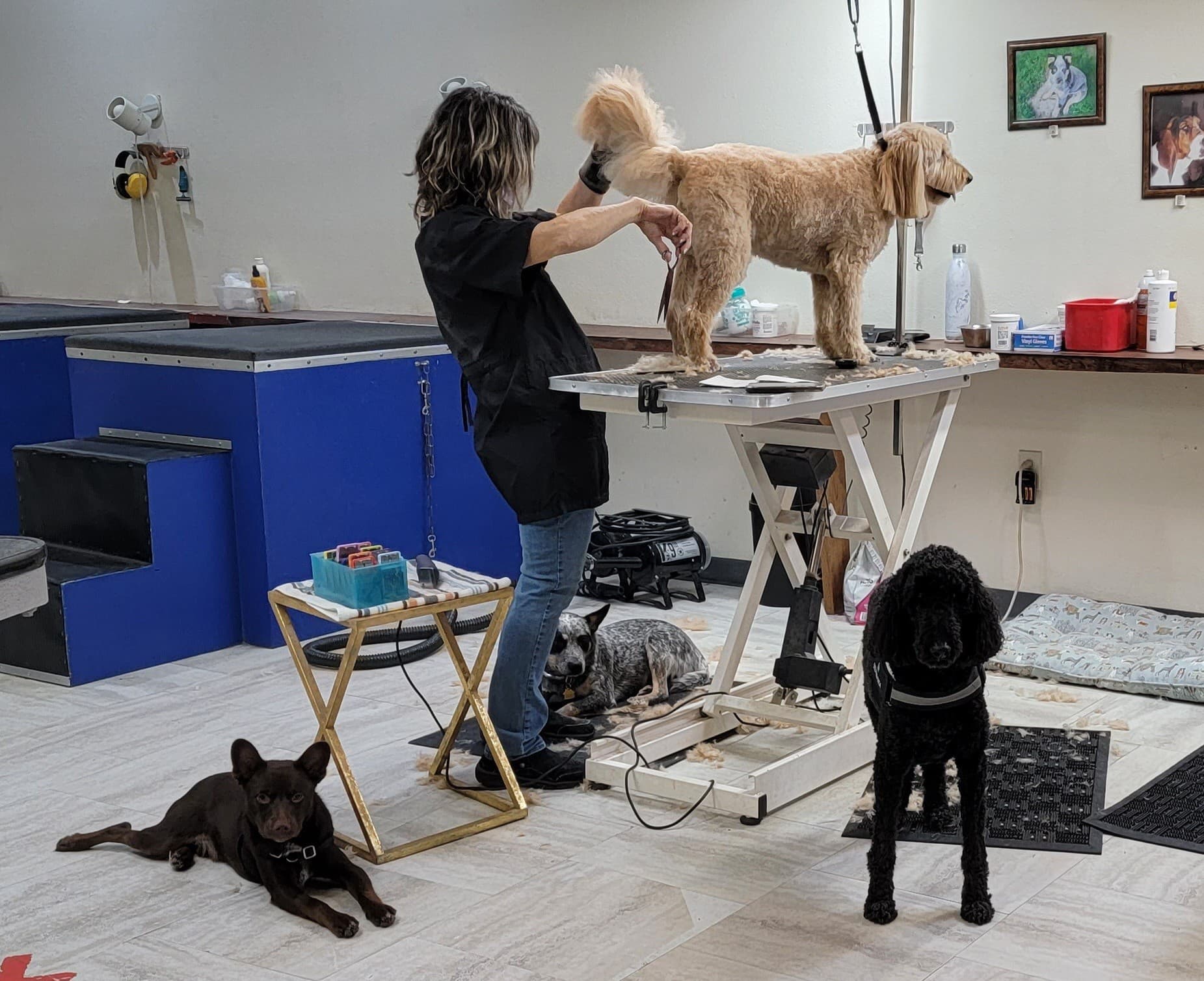 Wiggles & Wags Grooming - Dog Wash | Dog Groomer | Pet Salon | Dog Grooming Service in Portland OR - Pet groomer in Portland, OR