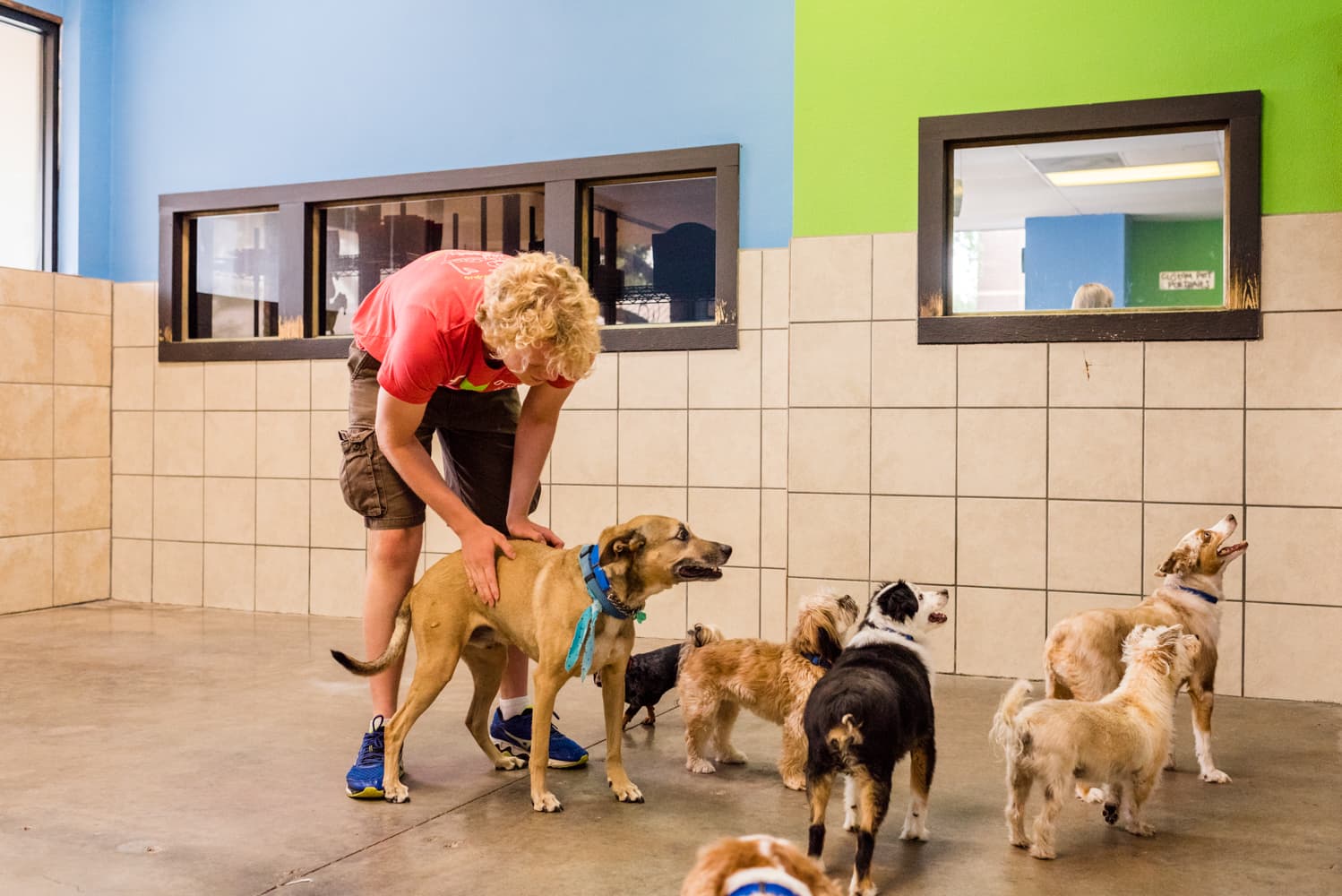 Mud Puppies - Pet groomer in Austin, TX