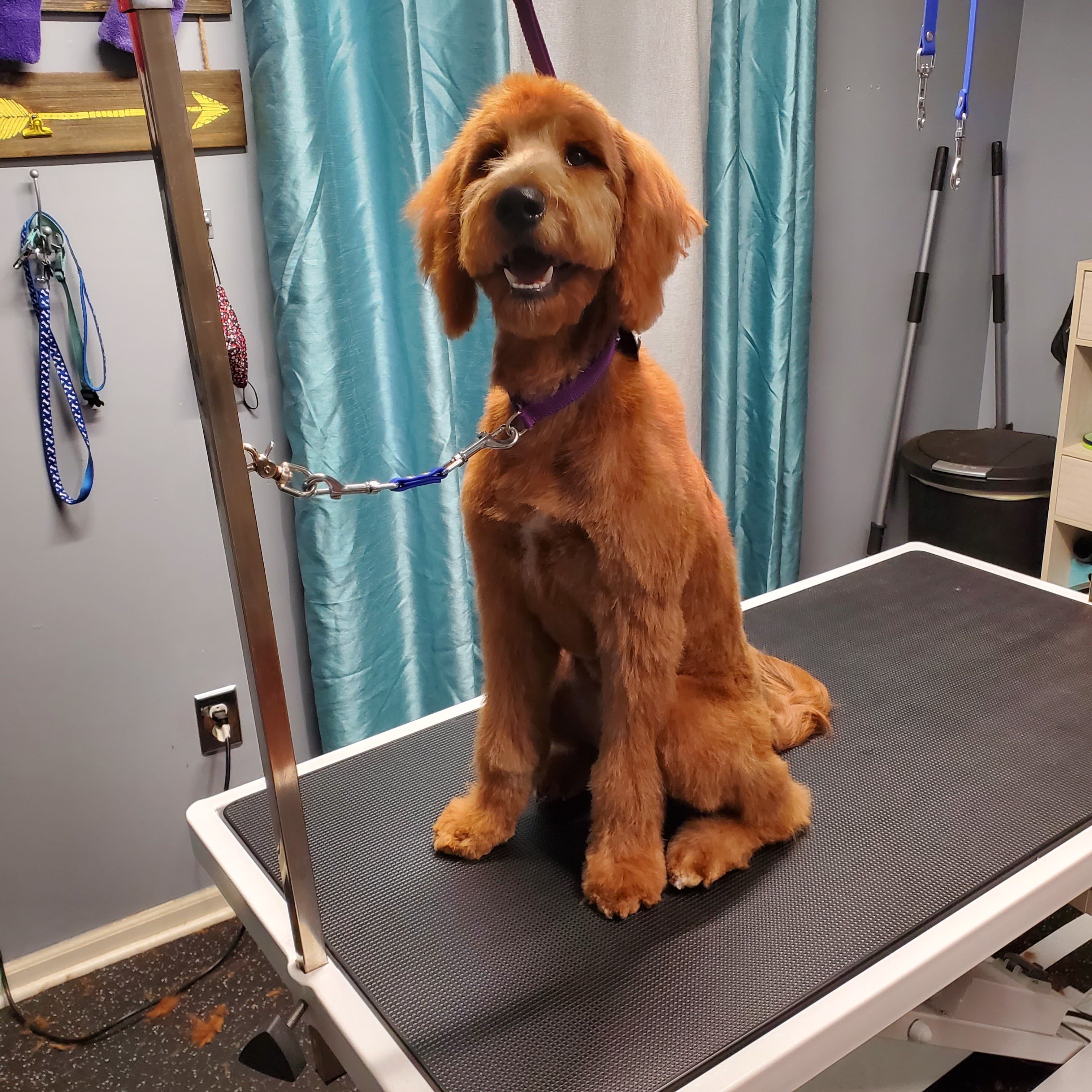 Bark in Time Paw Spa - Pet groomer in Indianapolis, IN