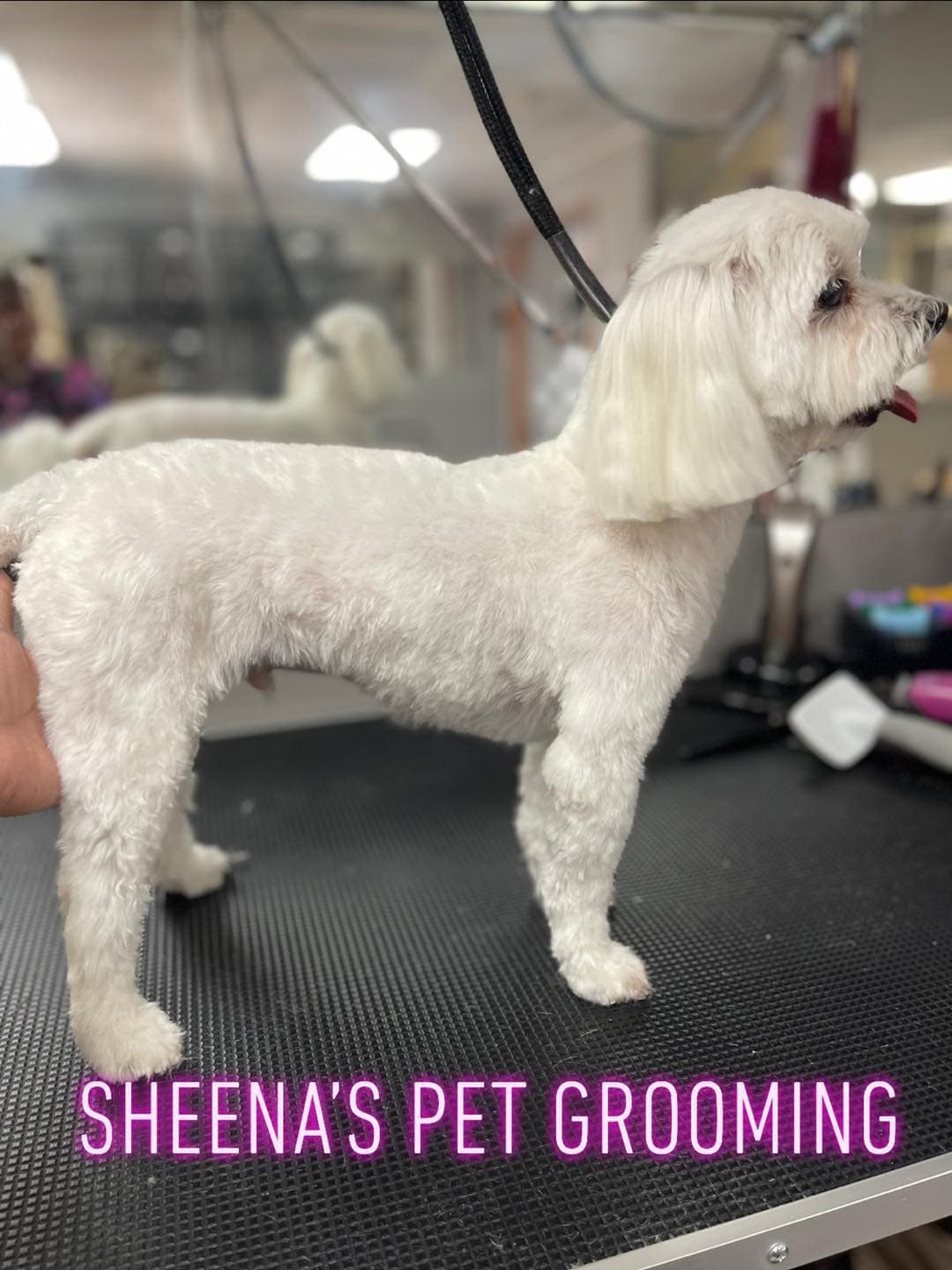 Sheena's Pet Grooming - Pet groomer in Leon Valley, TX