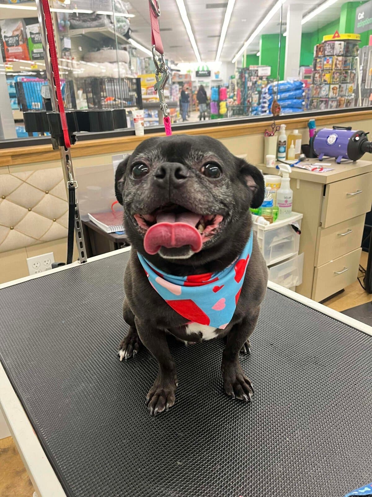 Pet Supplies Plus Middleburg Heights - Pet groomer in Middleburg Heights, OH