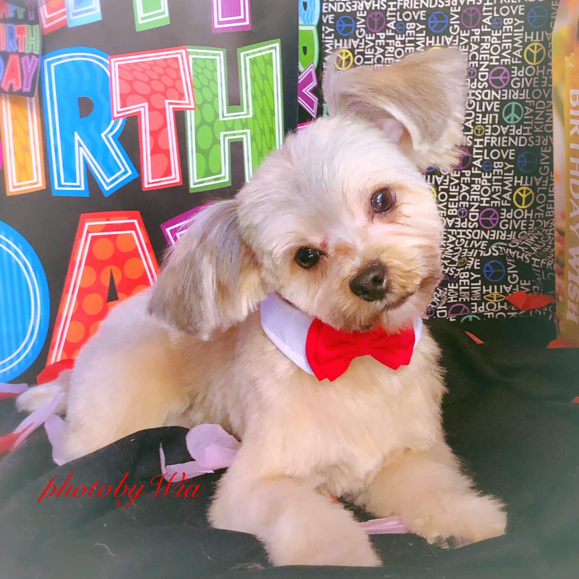 Urban Dogg Pet Grooming - Pet groomer in Dallas, TX