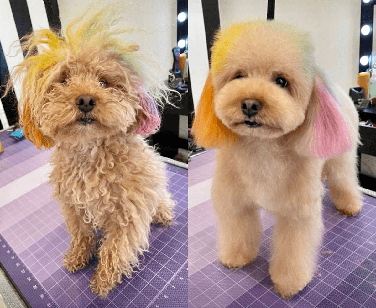 Dogue Spa - The Coolest Dog Grooming Salon - Pet groomer in West Hollywood, CA