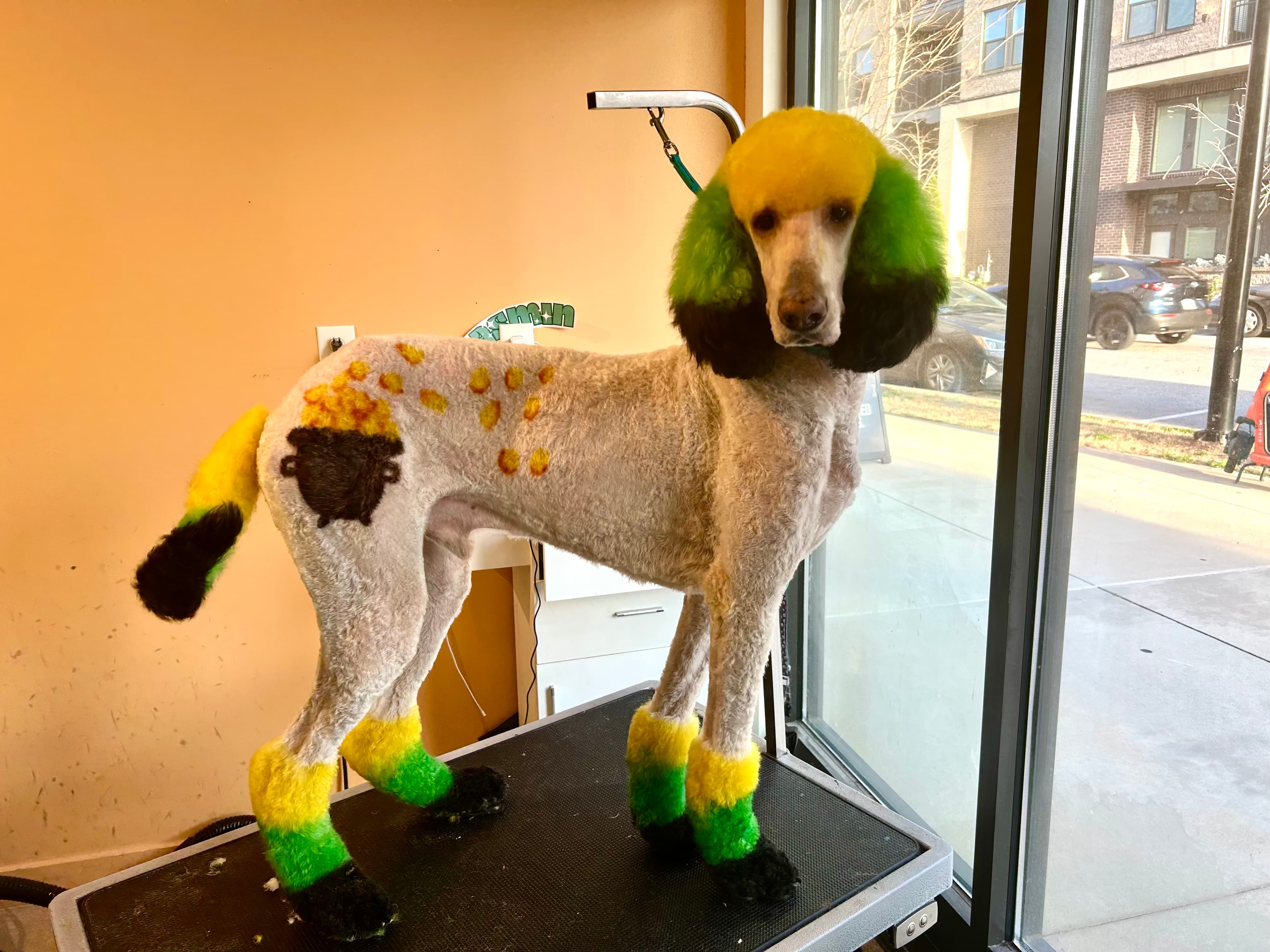 Lucky & Lady - Pet groomer in Atlanta, GA