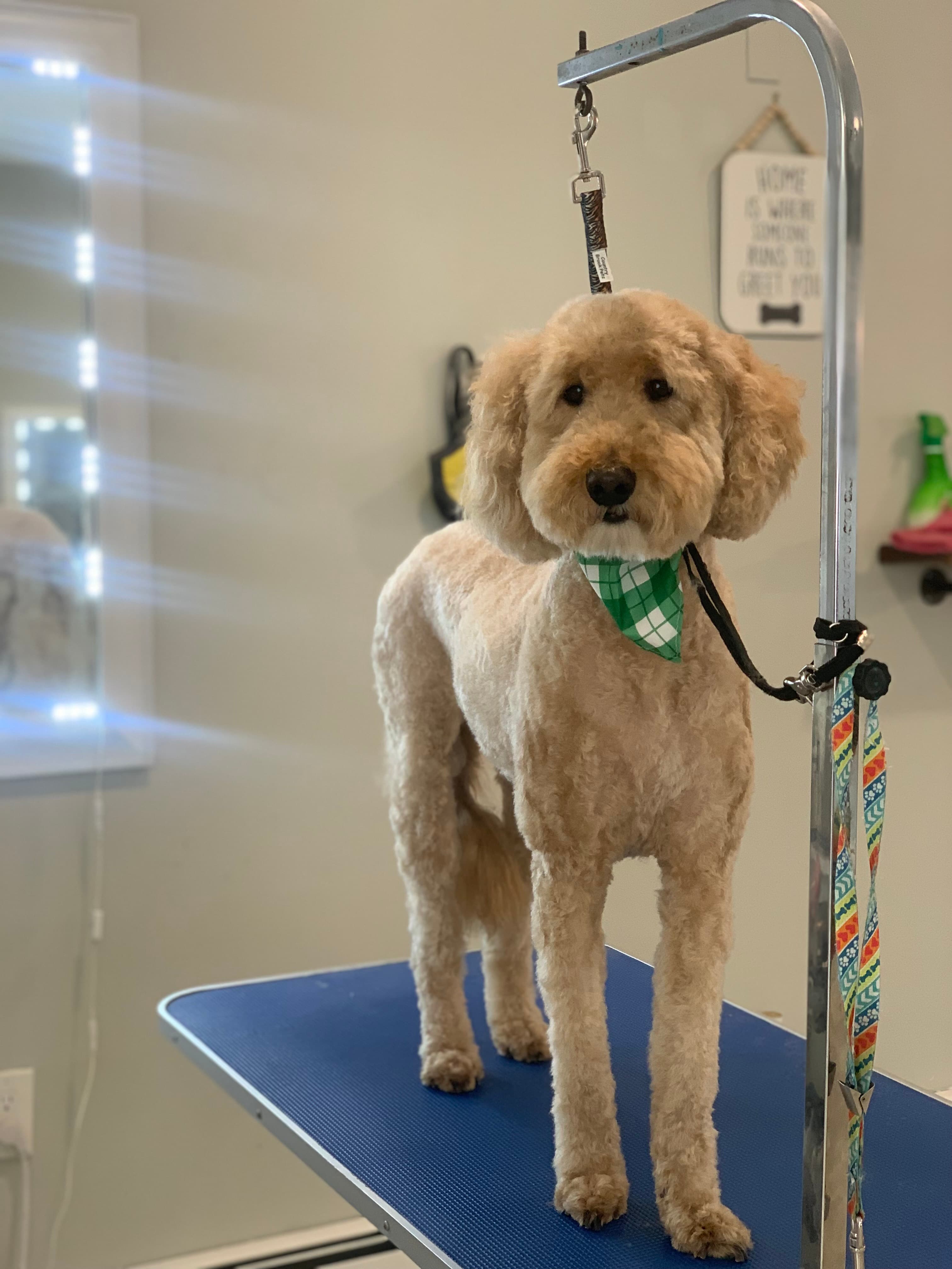 The Pretty Paw Grooming And Day Spa - Pet groomer in Fort Lauderdale, FL