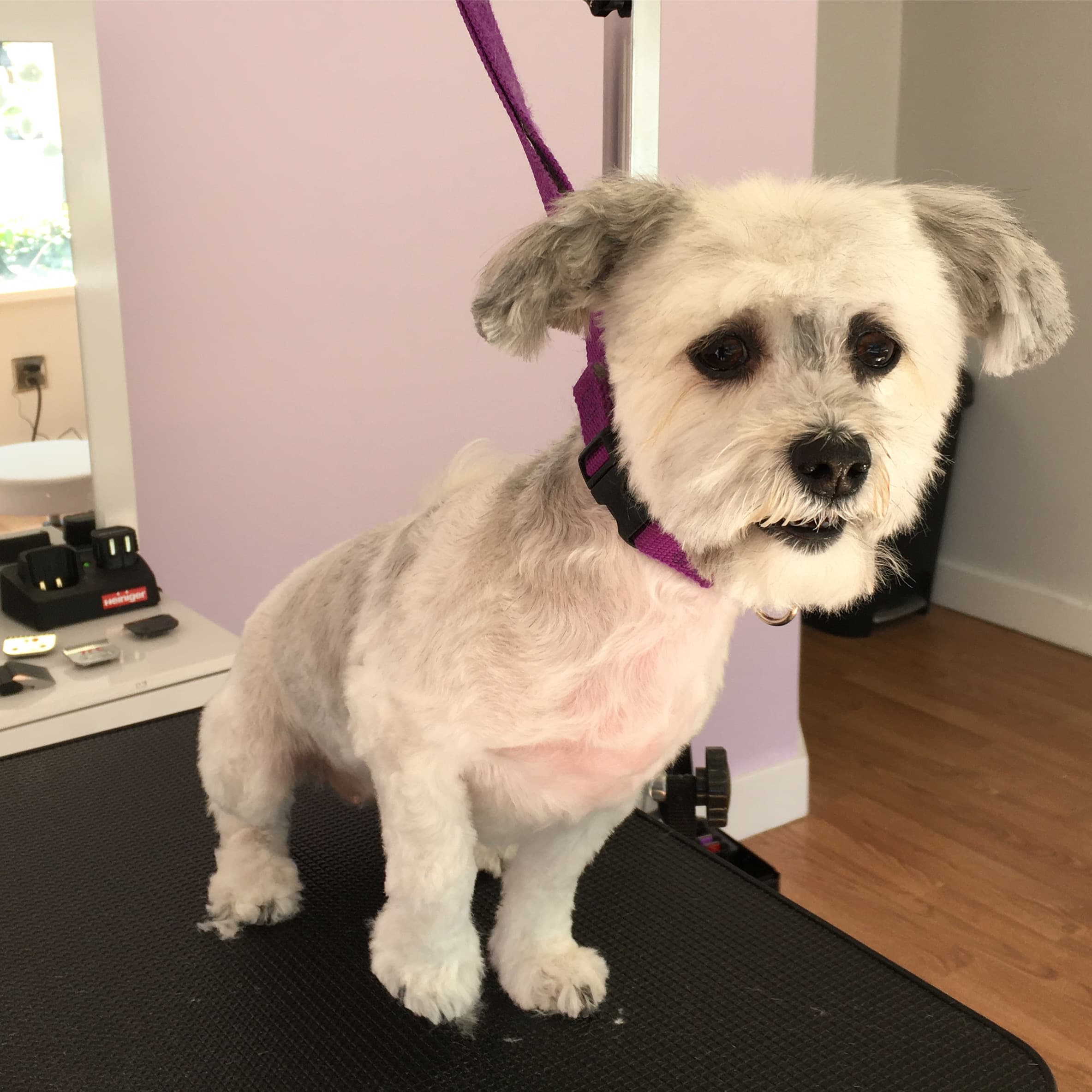 Petite Paws Seattle - Pet groomer in Seattle, WA