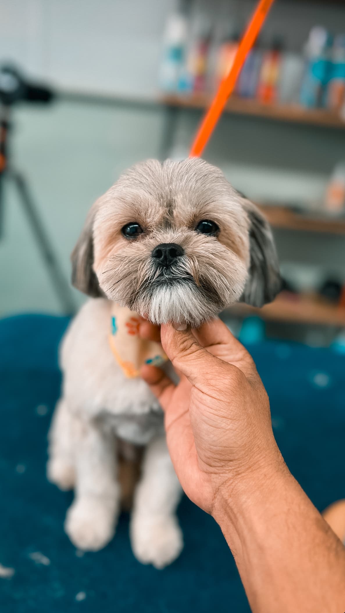 Mickey's Pet Salon - Pet groomer in Chicago, IL