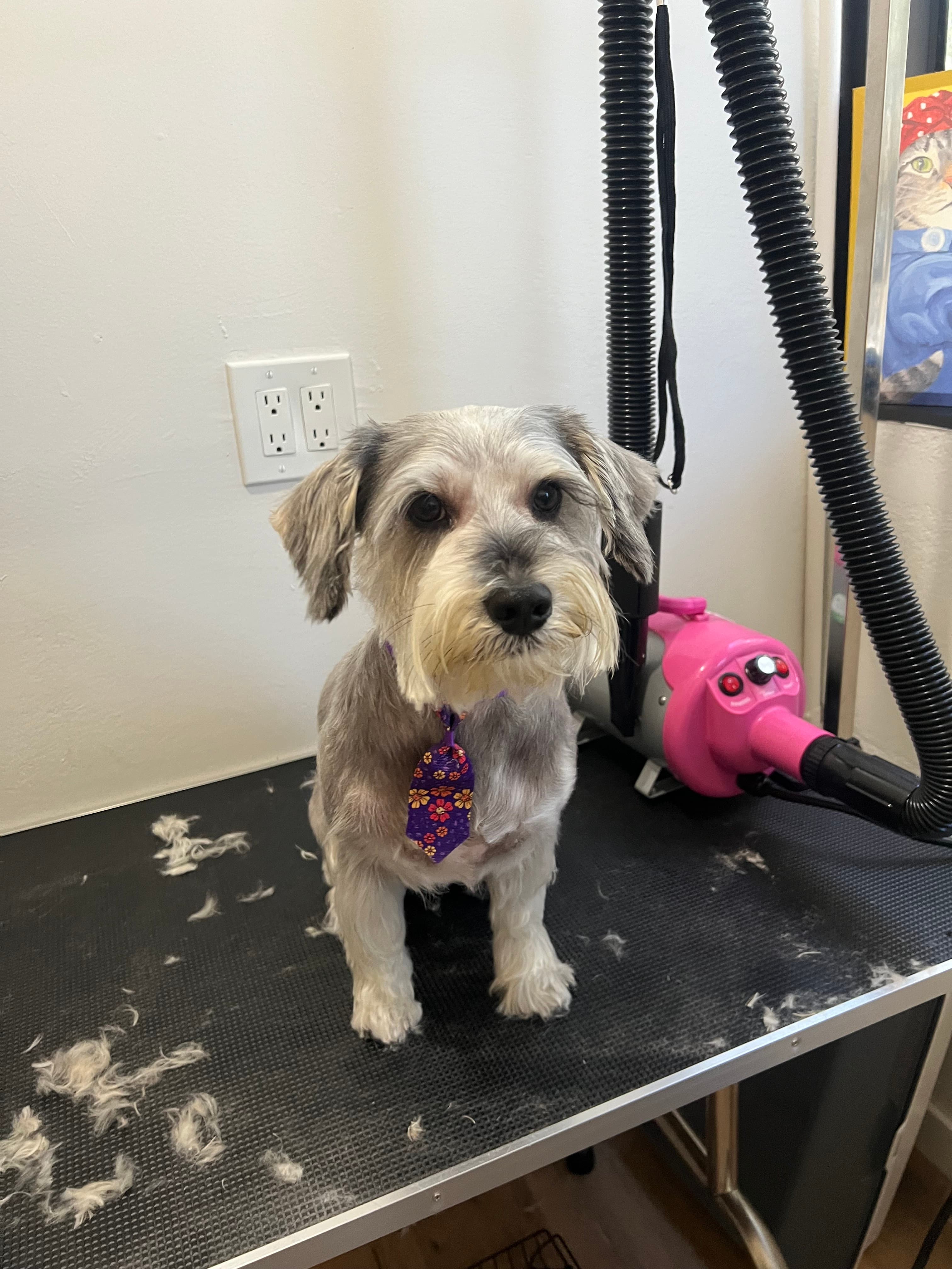 Ninaâs Pet Spa & Grooming - Pet groomer in San Diego, CA