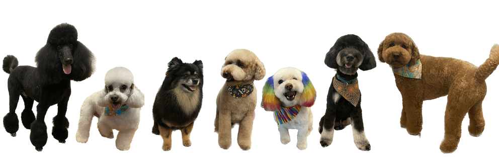 MELK Dog Grooming - Pet groomer in Sacramento, CA