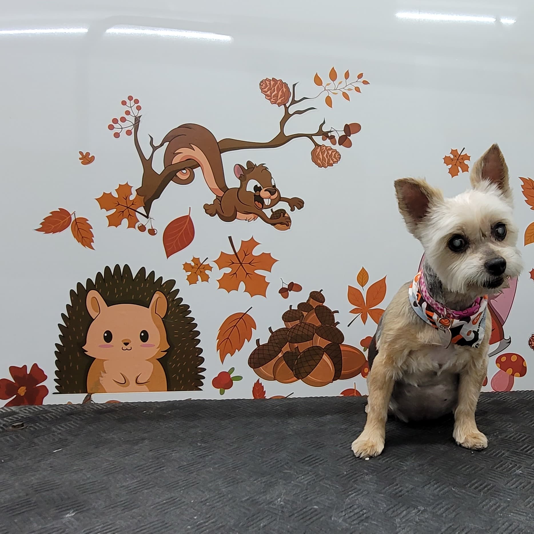 Dogs Ready Salon by Manuel Martinez - Pet groomer in Tampa, FL