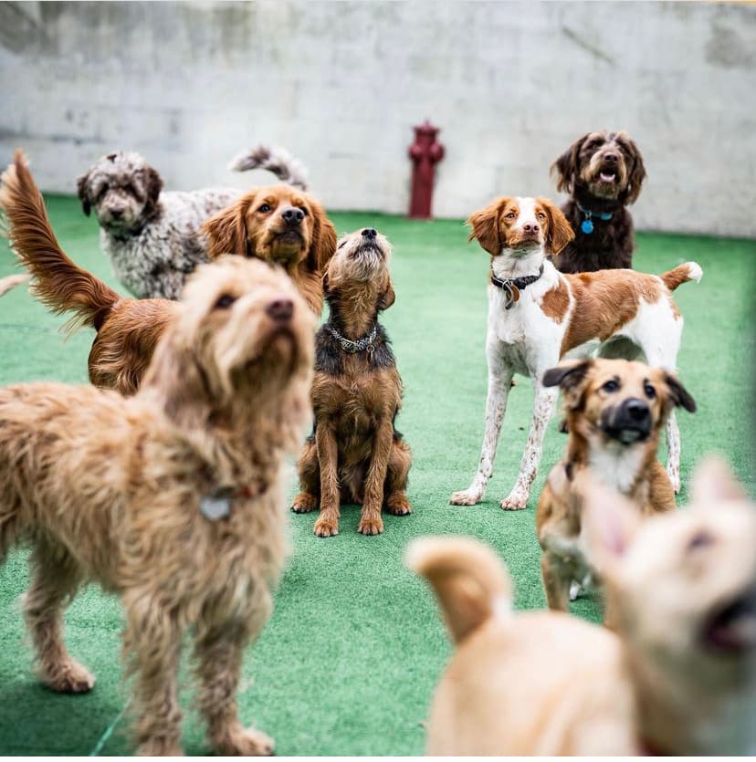 Brooklyn Pawffice - Pet groomer in Brooklyn, NY