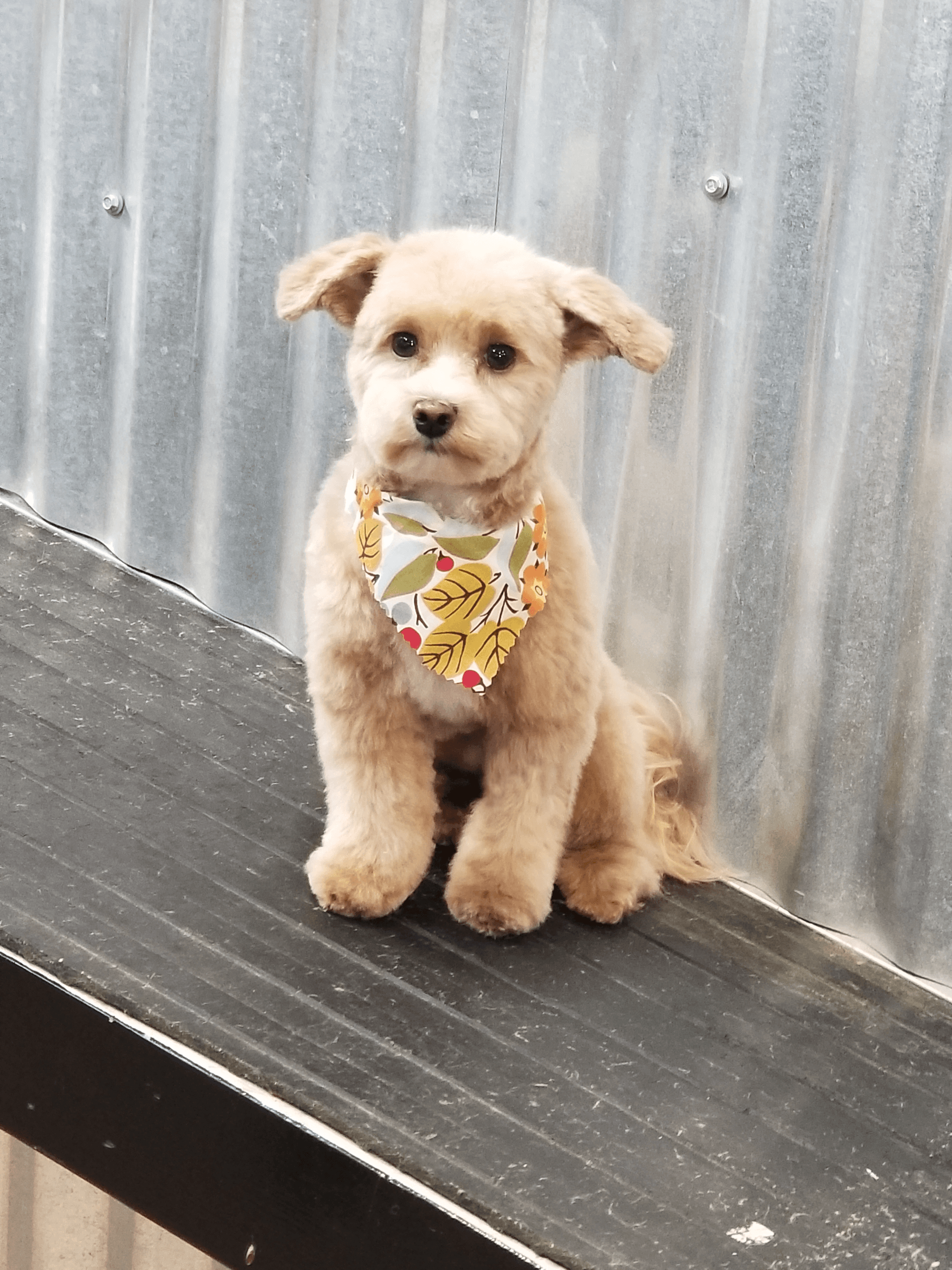 Happy Camper Dog Grooming - Pet groomer in Easton, WA
