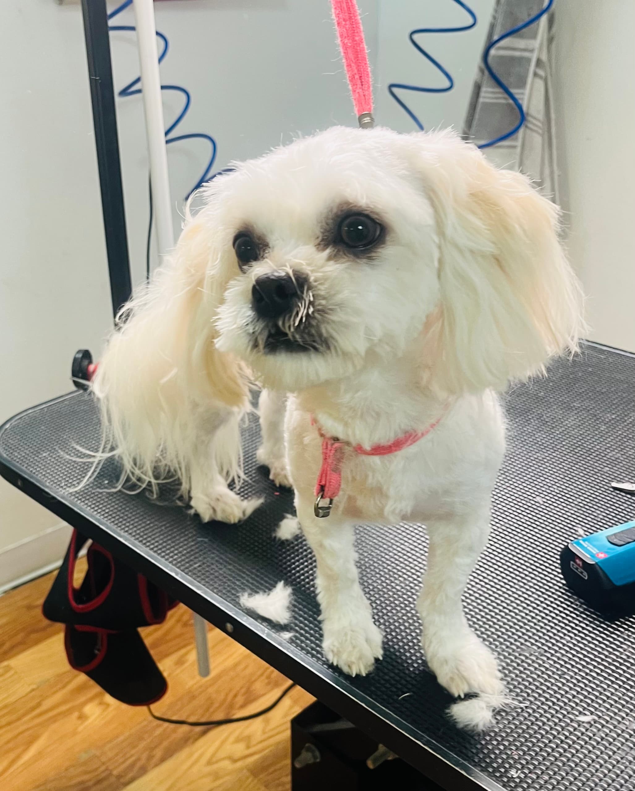 Legacy Pet Care Houston All Star Groomers - Pet groomer in Houston, TX