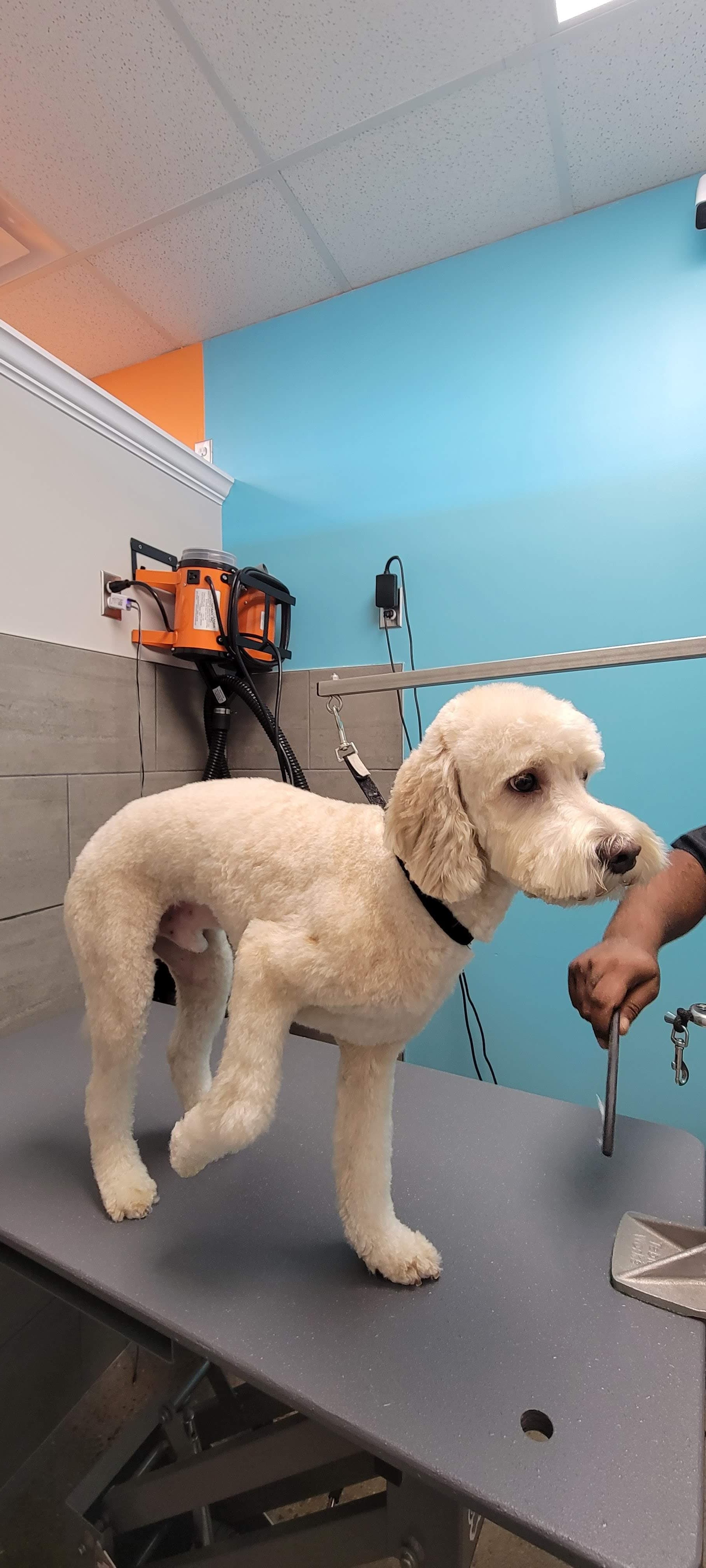 petbar Boutique - Houston (Bellaire) - Pet groomer in Bellaire, TX