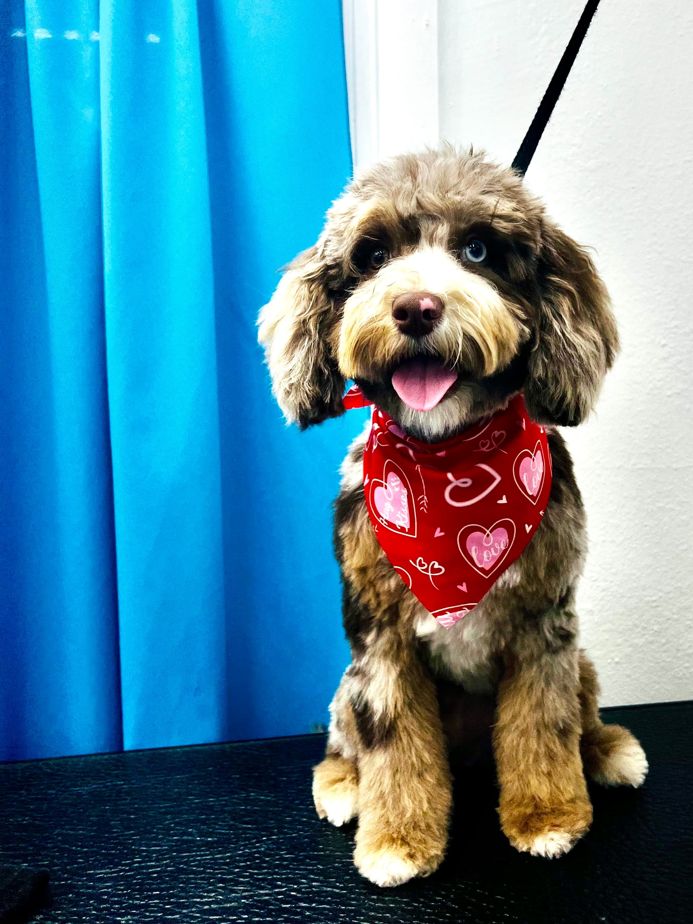 Diva Doggies - Pet groomer in San Antonio, TX